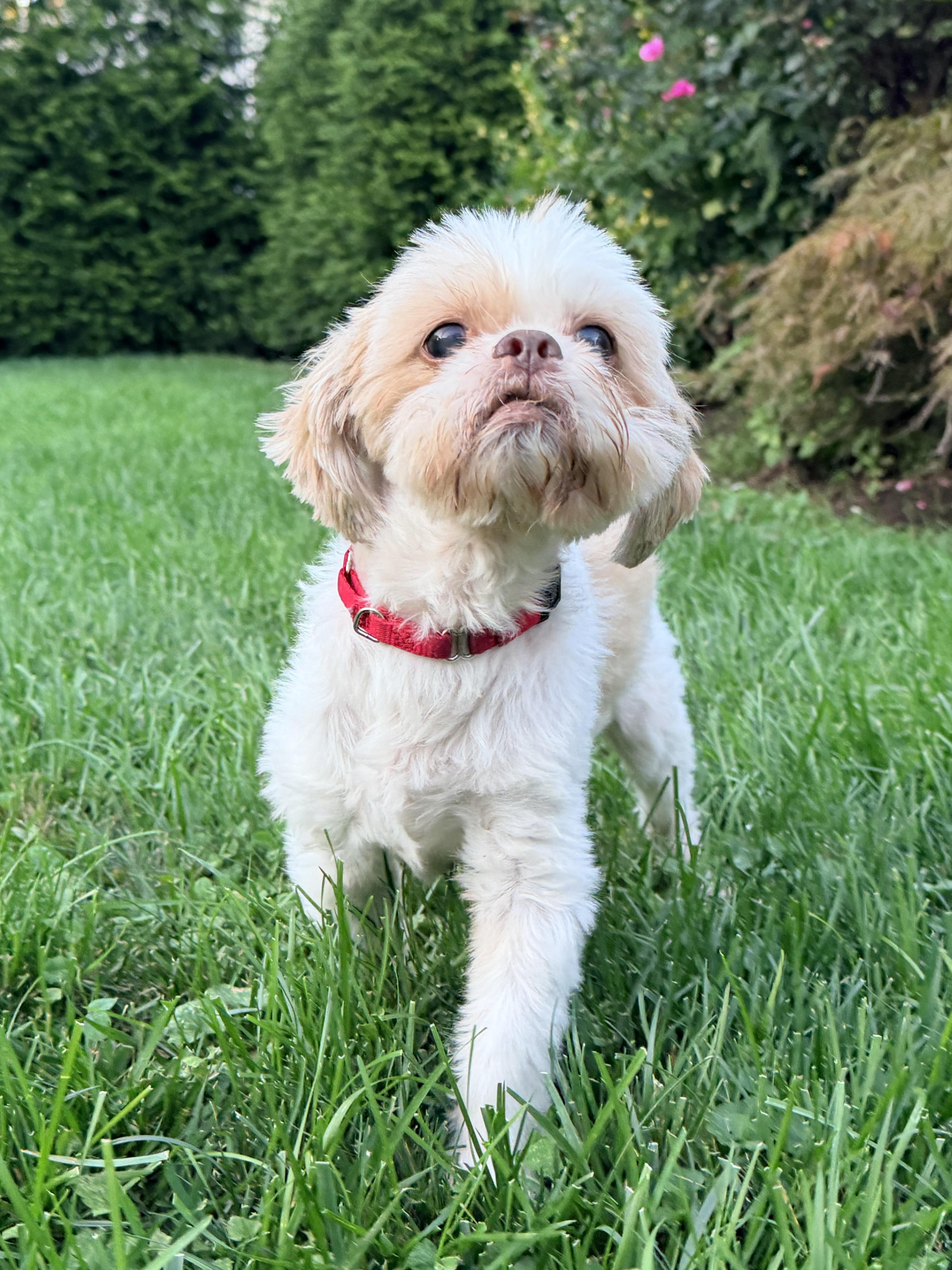 Enlarge Damien, a Adoptable Shih Tzu in Thornwood, NY image 5/6