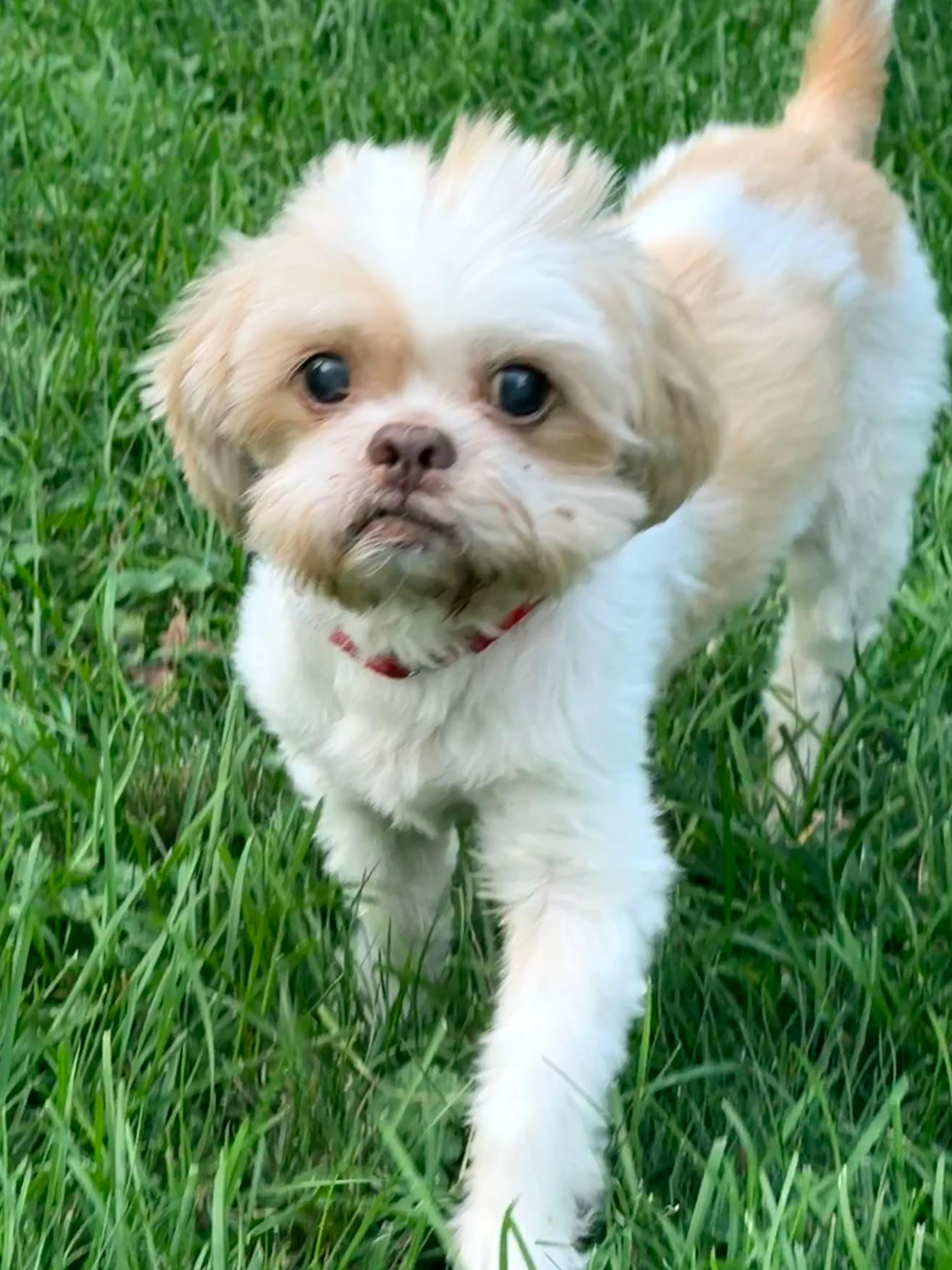Damien, Adoptable, Adult Male Shih Tzu.