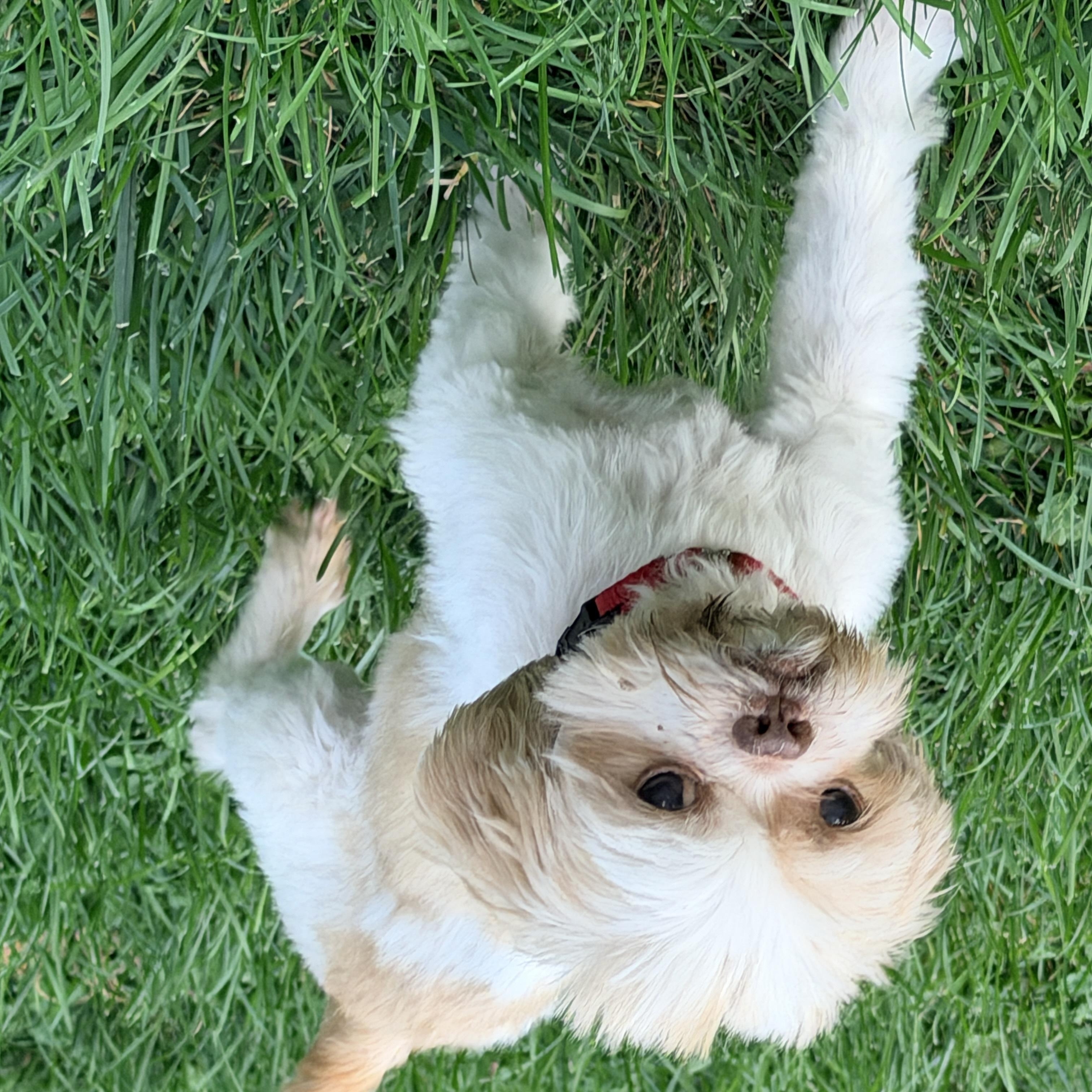 Enlarge Damien, a Adoptable Shih Tzu in Thornwood, NY image 4/6