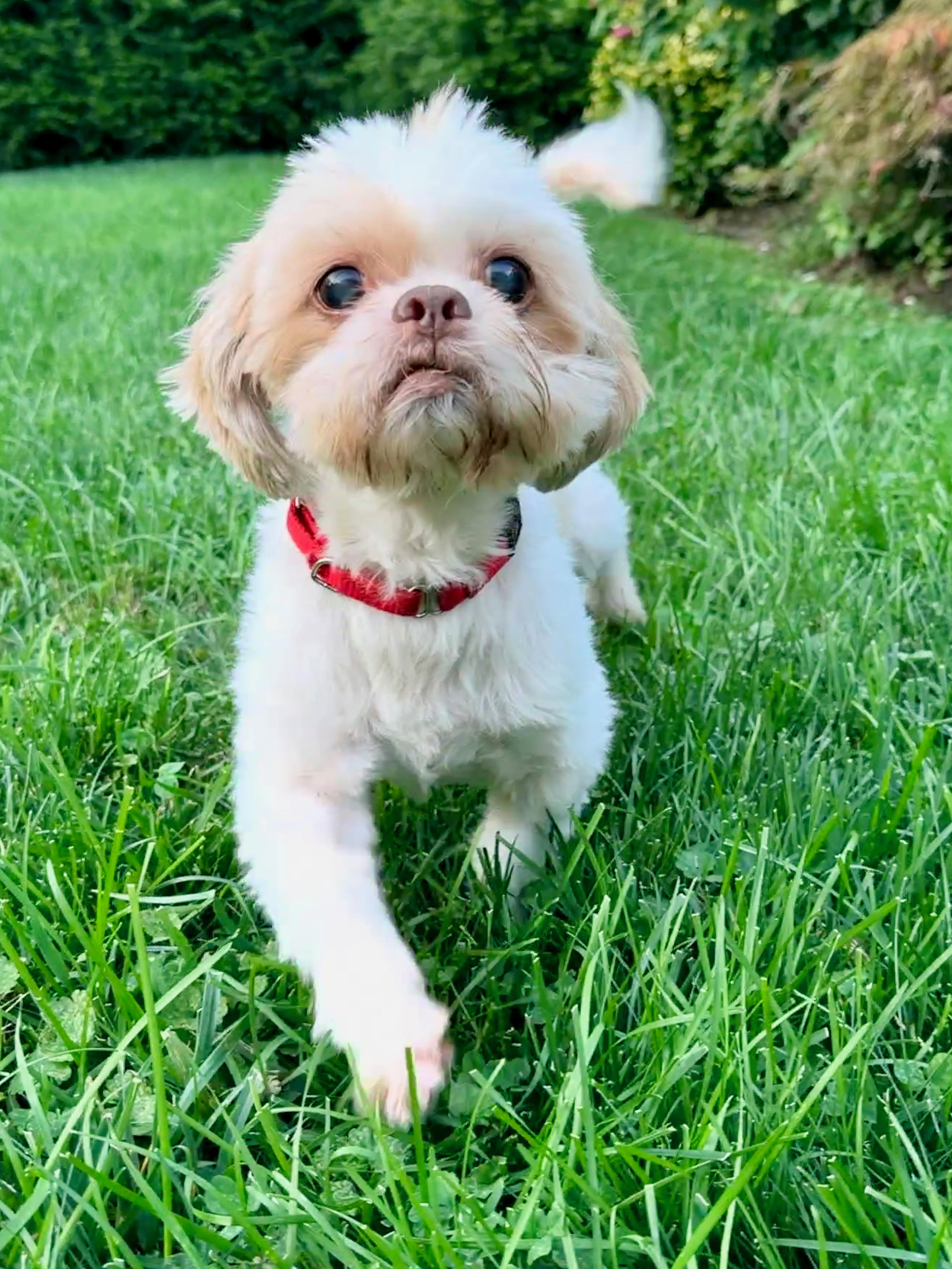 Enlarge Damien, a Adoptable Shih Tzu in Thornwood, NY image 3/6