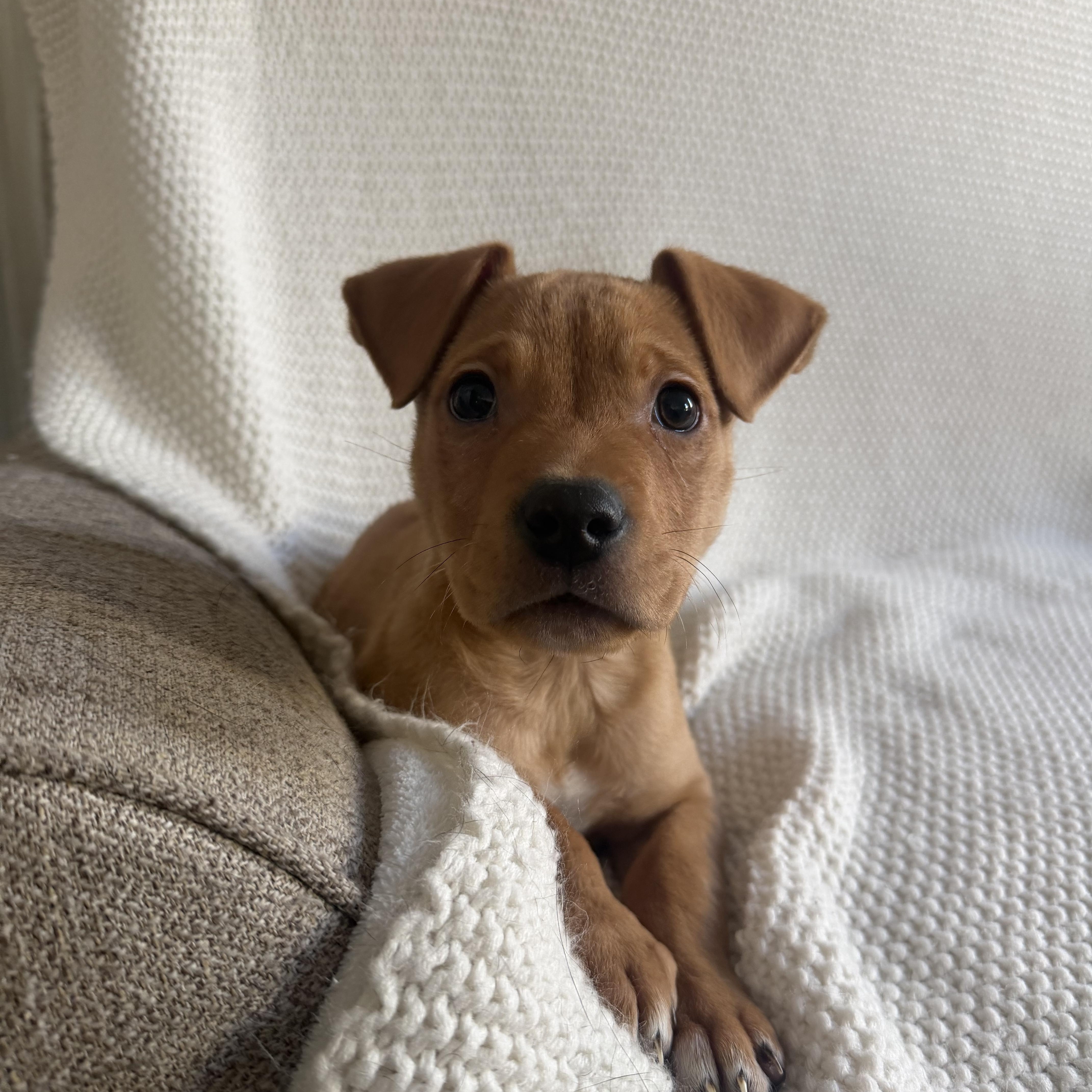 Biscuit, adopted, Puppy Male American Bully & Yellow Labrador Retriever.