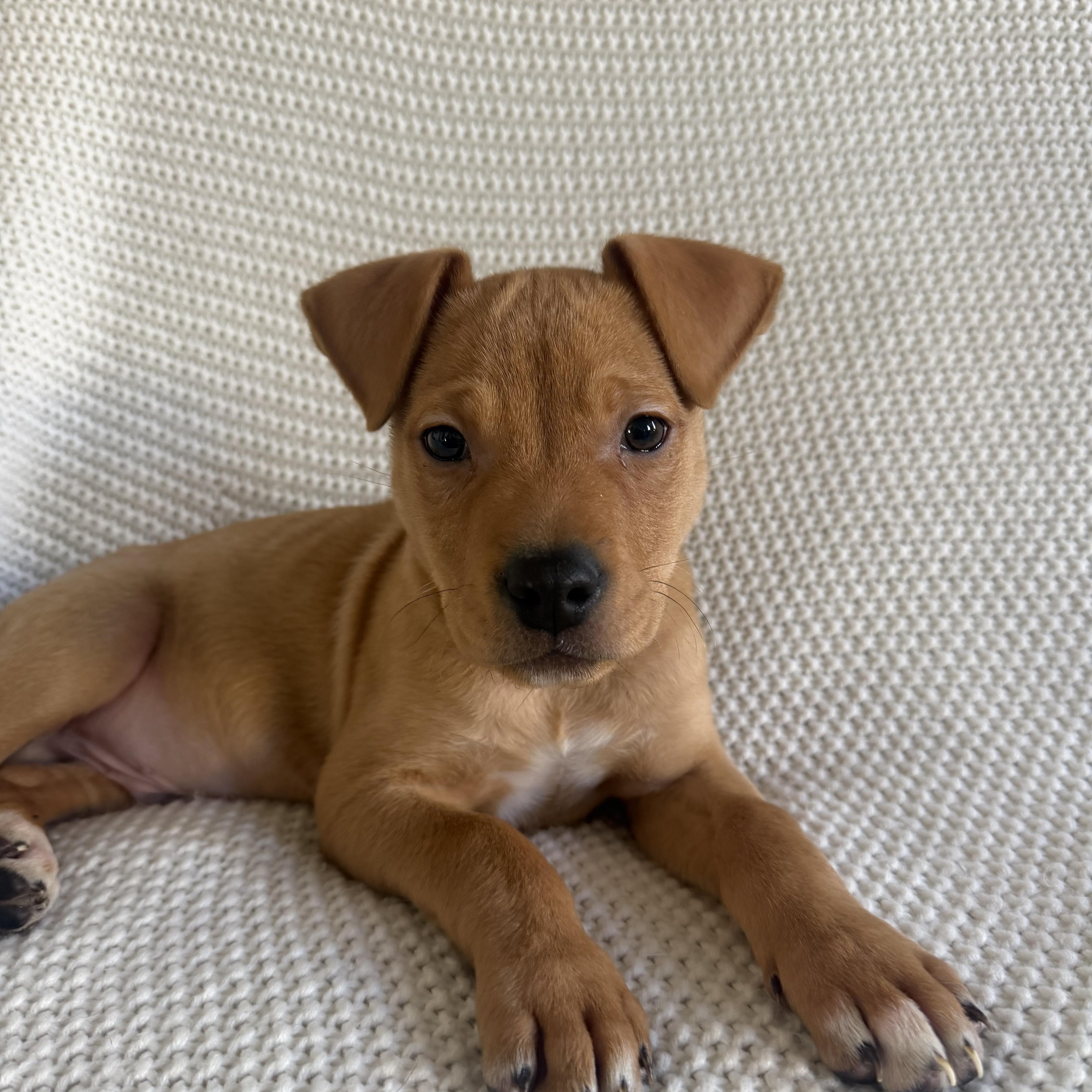 Enlarge Biscuit, an adopted mixed breed in Wrightstown, NJ image 2/5