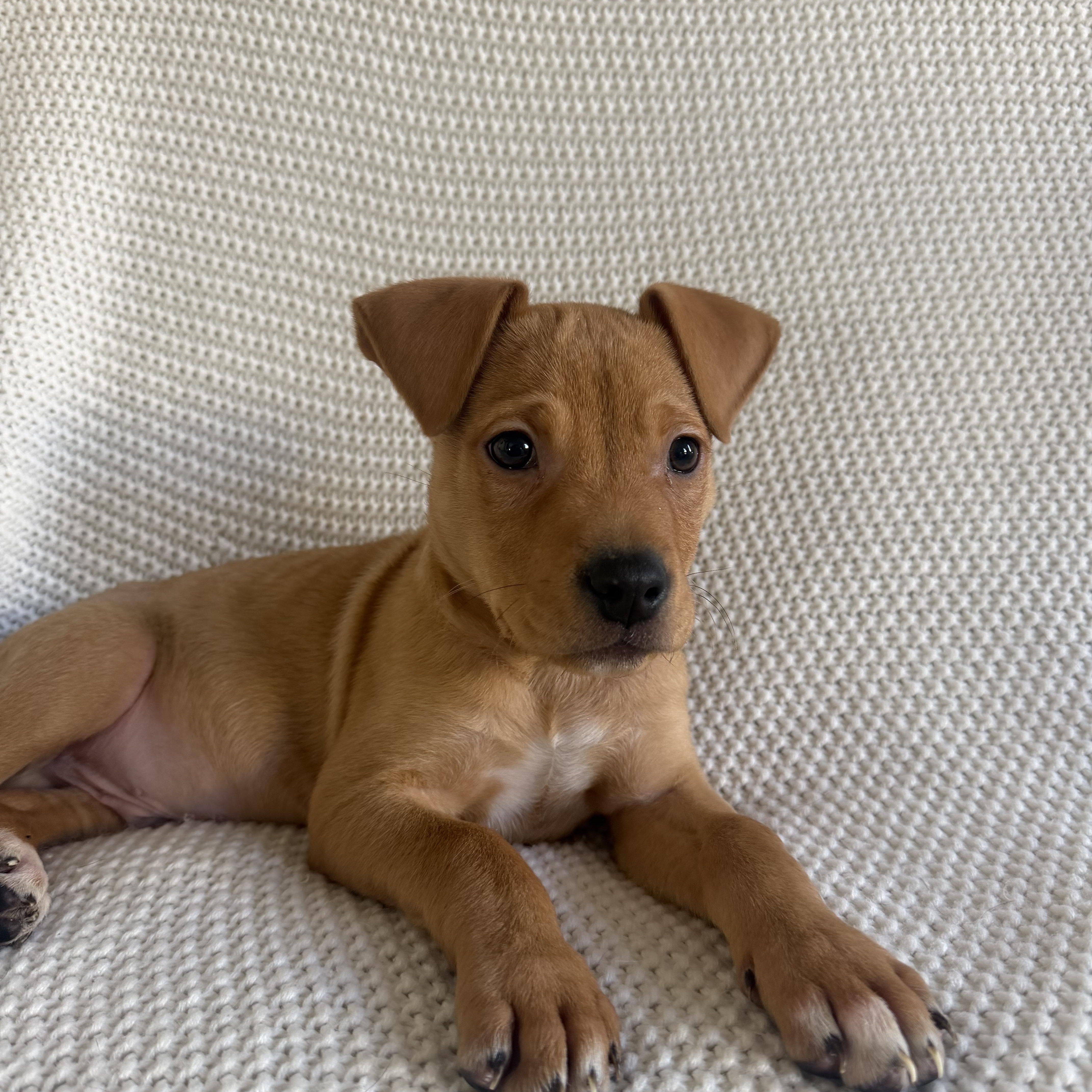 Enlarge Biscuit, an adopted mixed breed in Wrightstown, NJ image 3/5