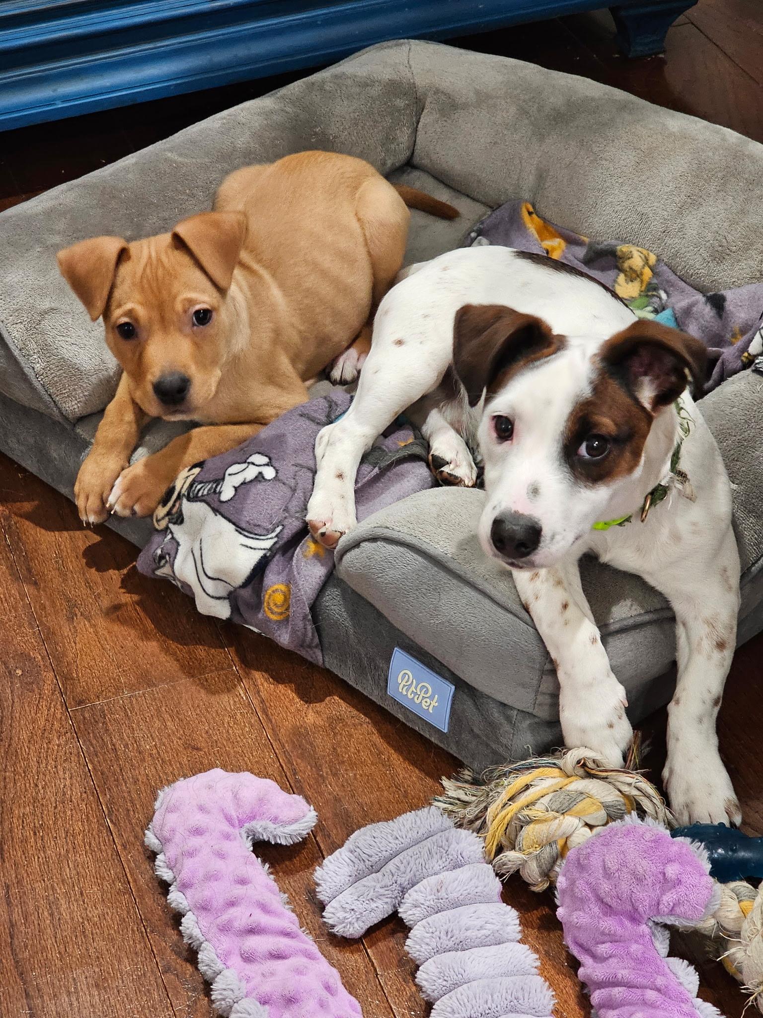 Enlarge Biscuit, an adopted mixed breed in Wrightstown, NJ image 4/5