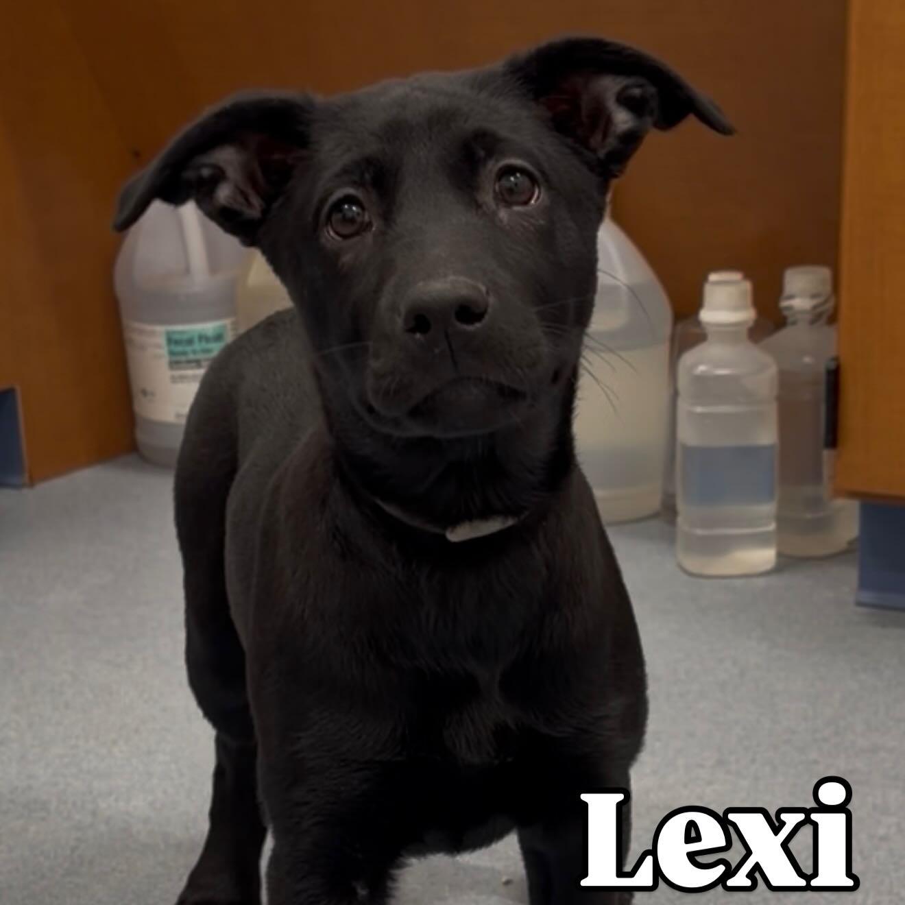 Lexi Tag #274, adopted, Puppy Female Black Labrador Retriever & German Shepherd Dog.