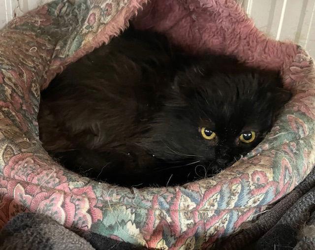 Cartier — thumbnail 2