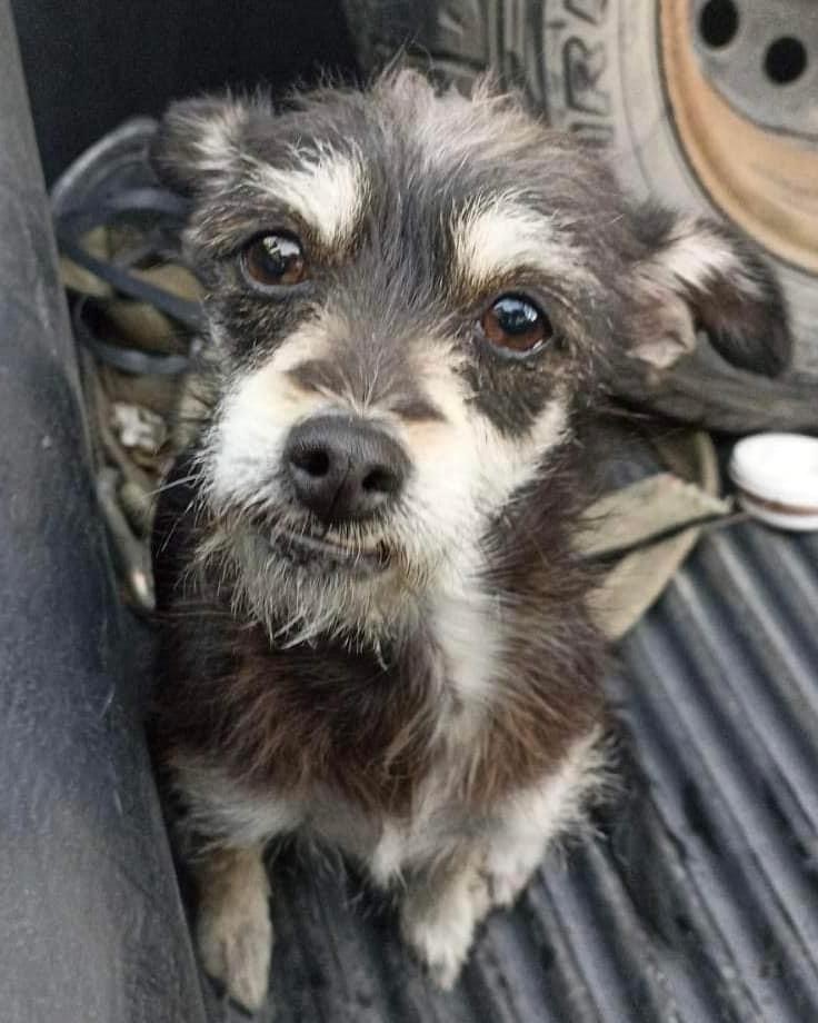 Luz, Adopted, Young Female Schnauzer & Rat Terrier.