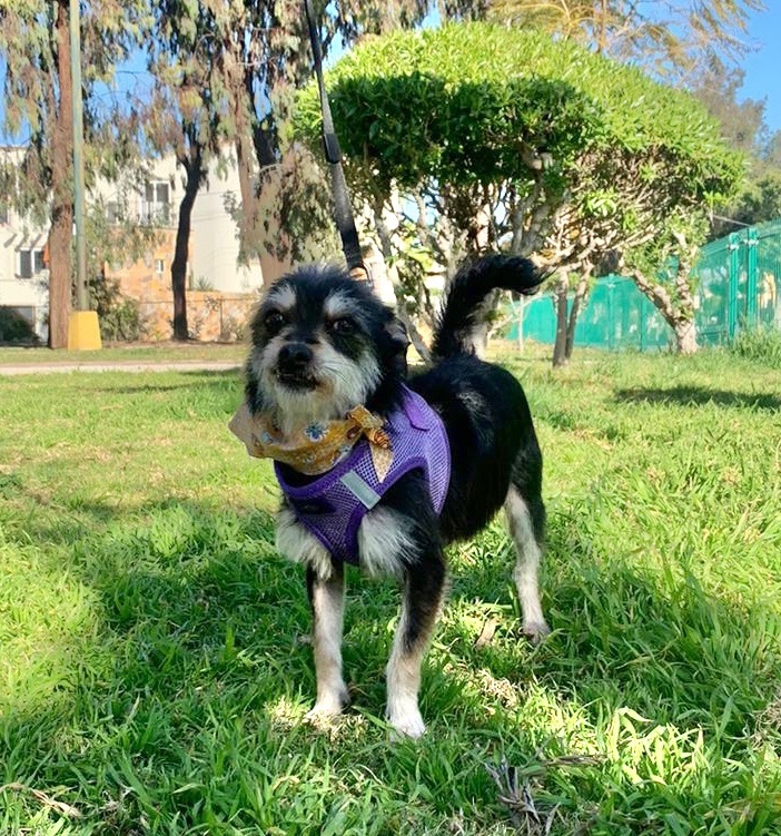 Enlarge Luz, a Adopted mixed breed in Ramona, CA image 3/14