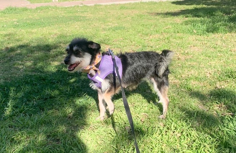 Enlarge Luz, a Adopted mixed breed in Ramona, CA image 4/14
