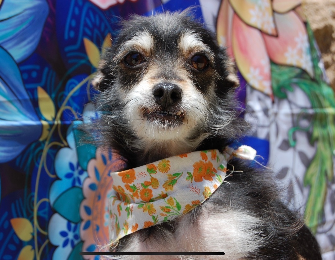 Enlarge Luz, a Adopted mixed breed in Ramona, CA image 5/14