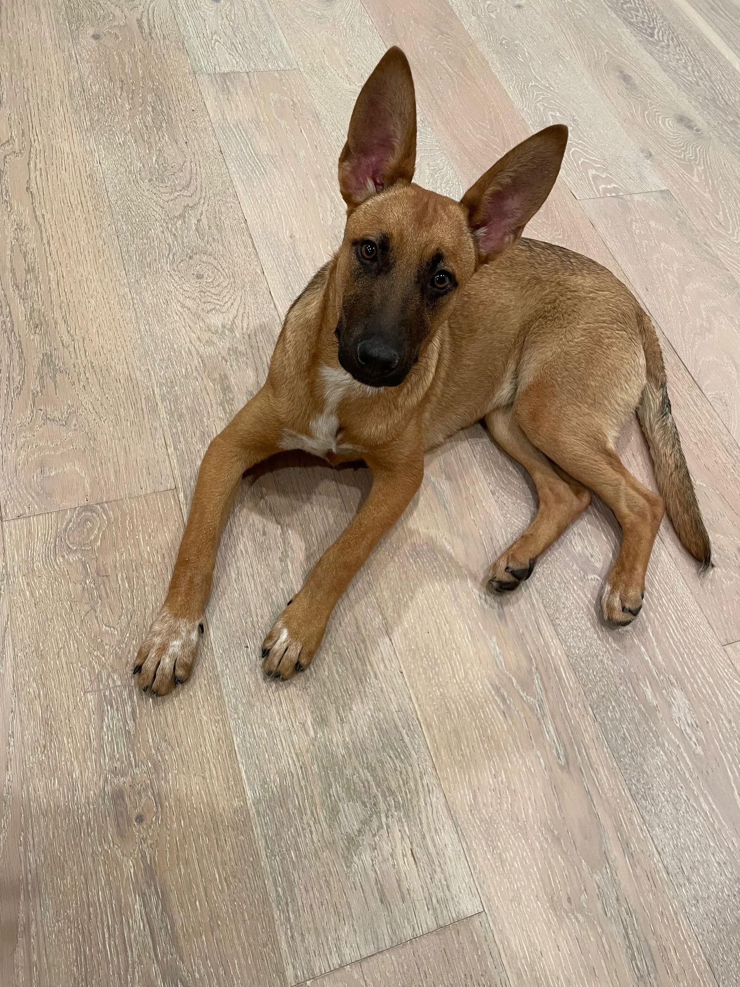 Poppy, Adoptable, Young Female Belgian Shepherd / Malinois.
