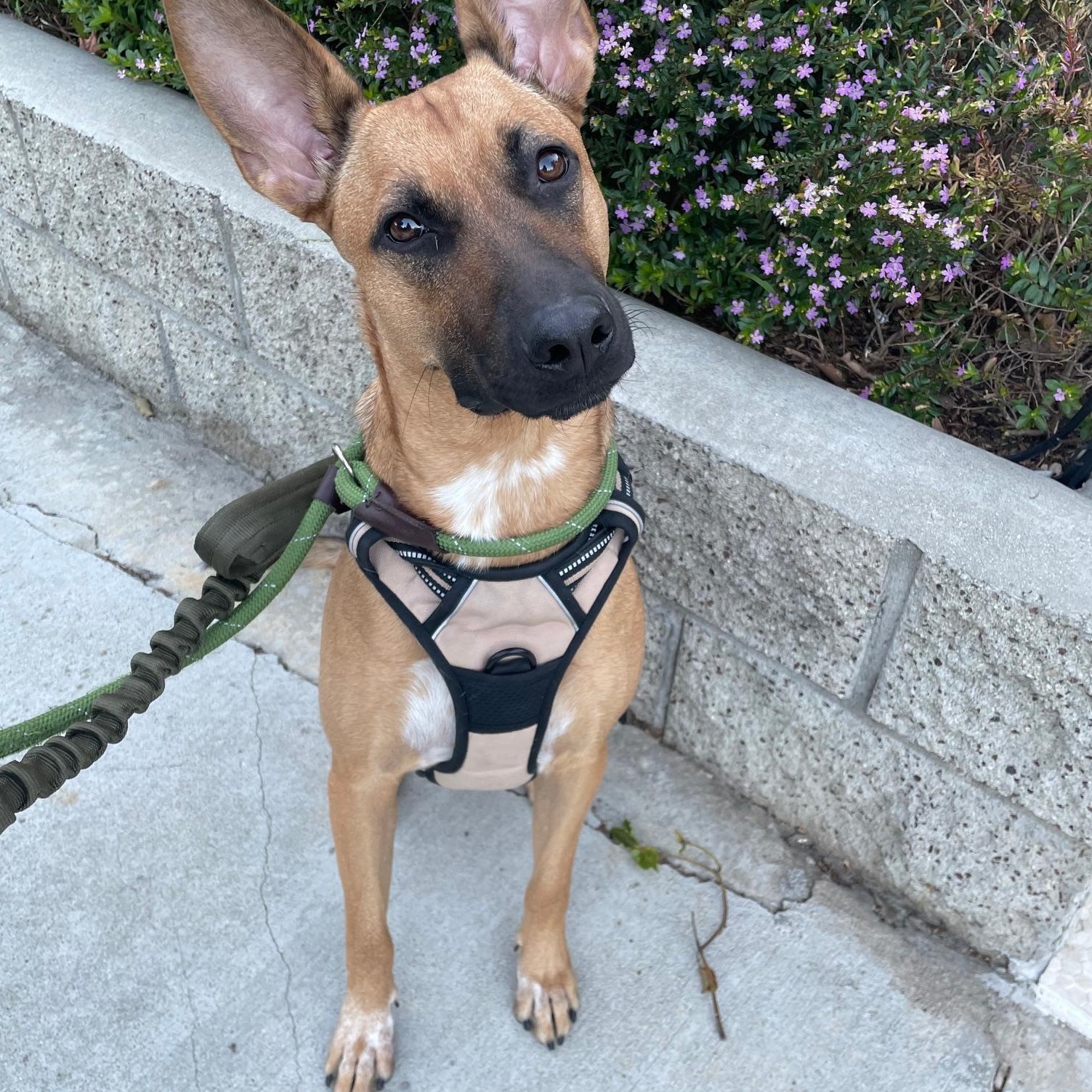 Poppy, Adoptable, Young Female Belgian Shepherd / Malinois.