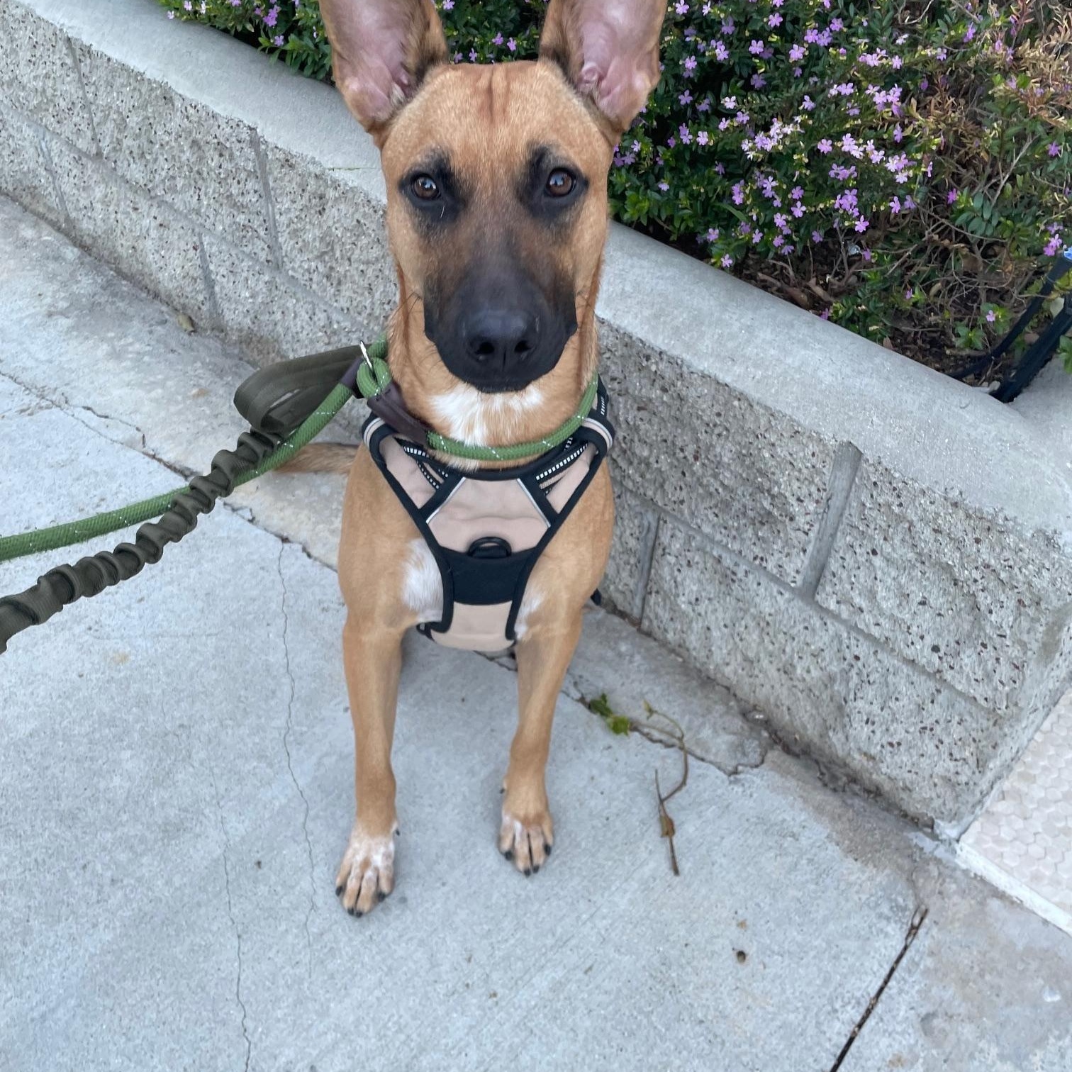 Enlarge Poppy, a Adoptable Belgian Shepherd / Malinois in Los Angeles, CA image 6/8