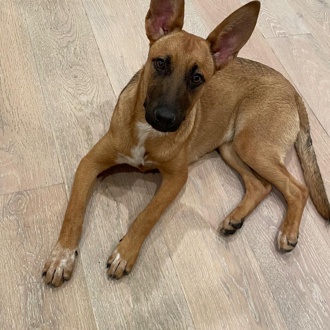 Enlarge Poppy, a Adoptable Belgian Shepherd / Malinois in Los Angeles, CA image 5/8