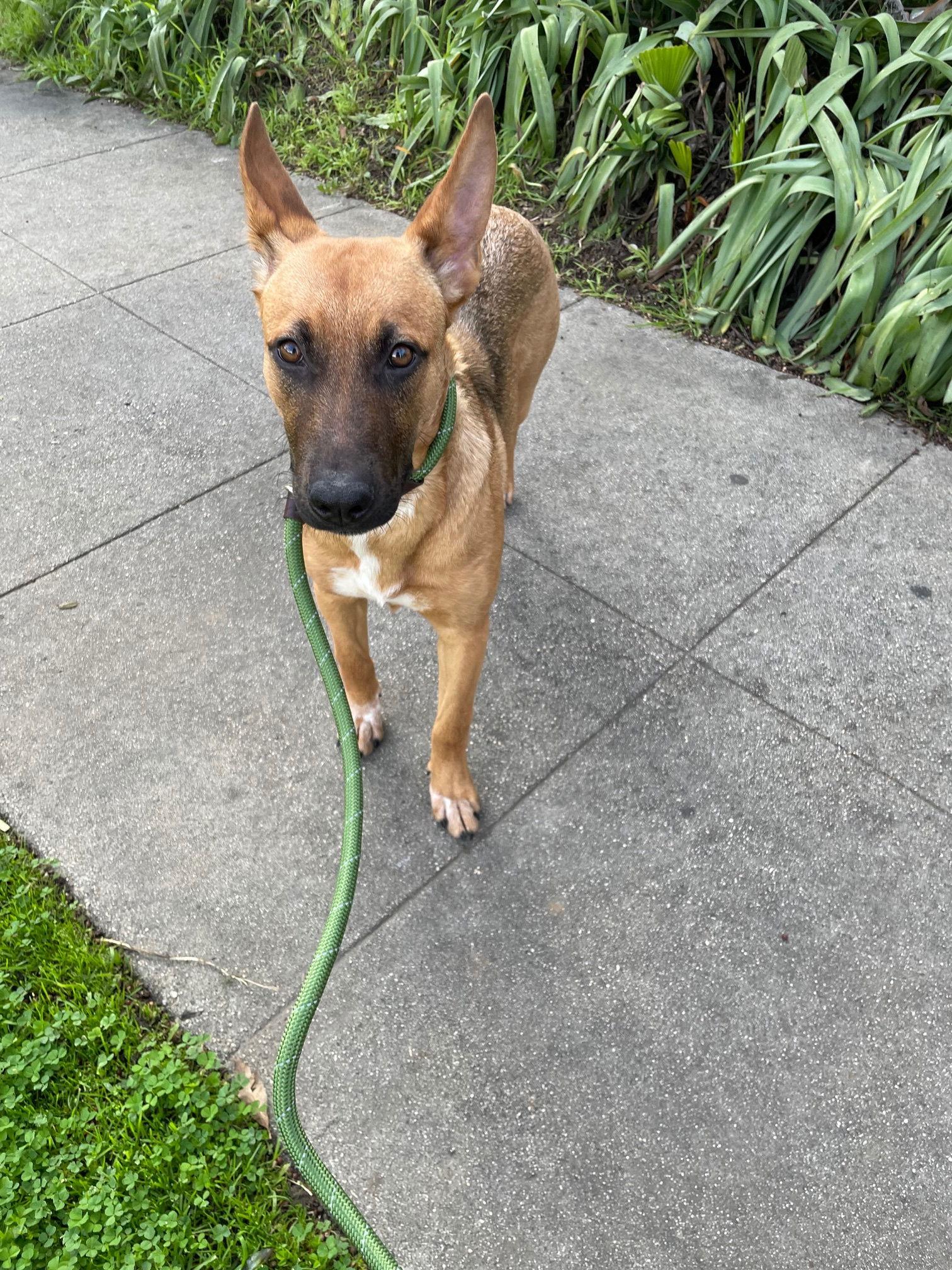 Poppy, Adoptable, Young Female Belgian Shepherd / Malinois.