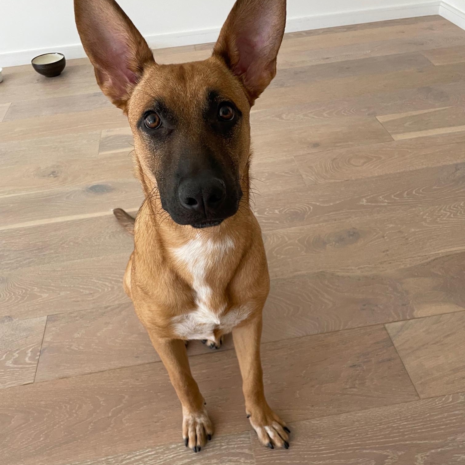 Enlarge Poppy, a Adoptable Belgian Shepherd / Malinois in Los Angeles, CA image 3/8