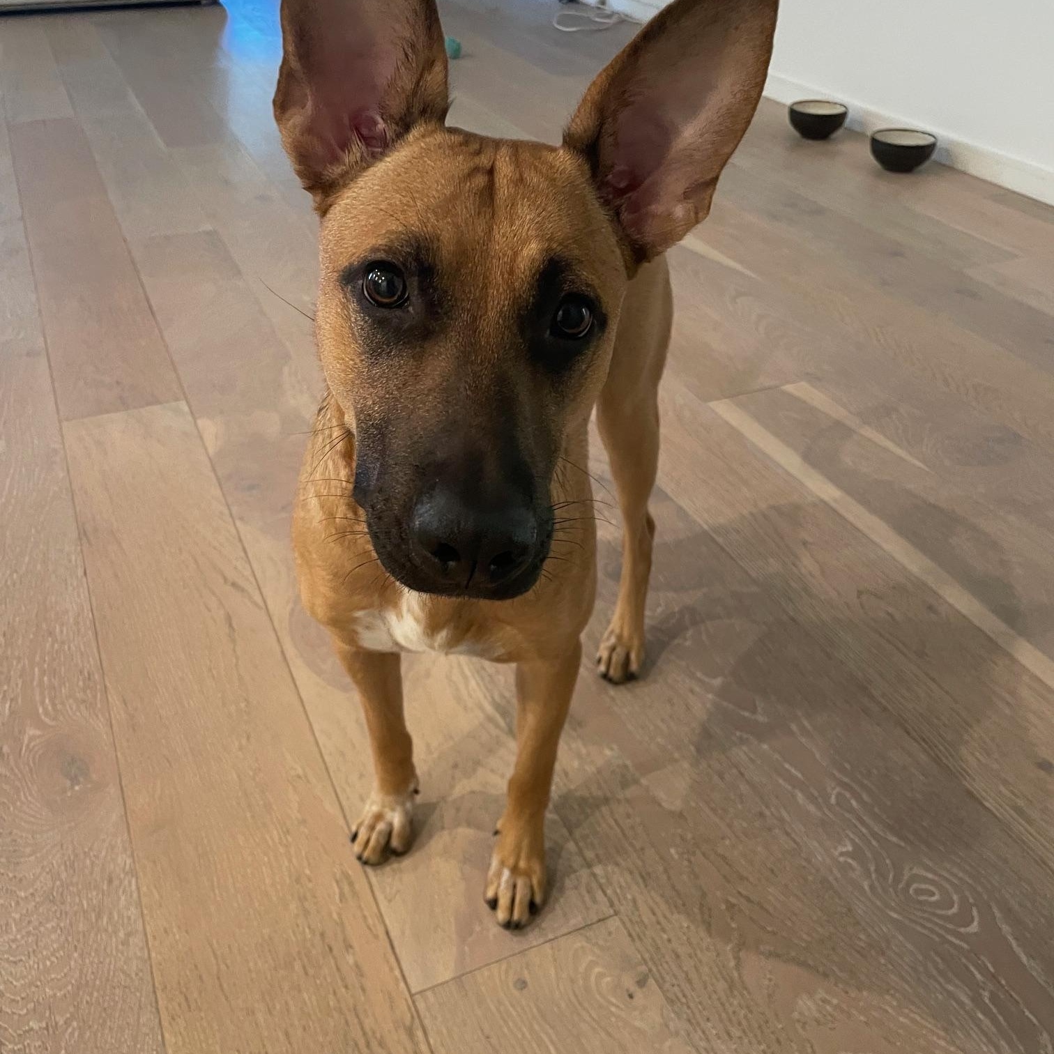 Enlarge Poppy, a Adoptable Belgian Shepherd / Malinois in Los Angeles, CA image 8/8