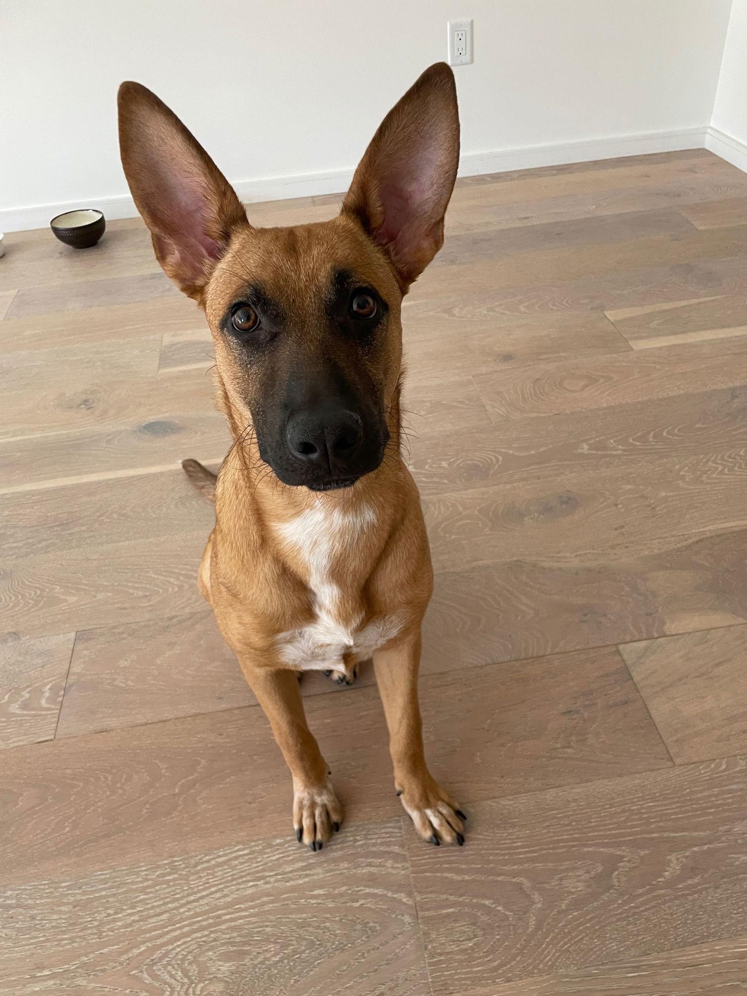 Enlarge Poppy, a Adoptable Belgian Shepherd / Malinois in Los Angeles, CA image 3/3