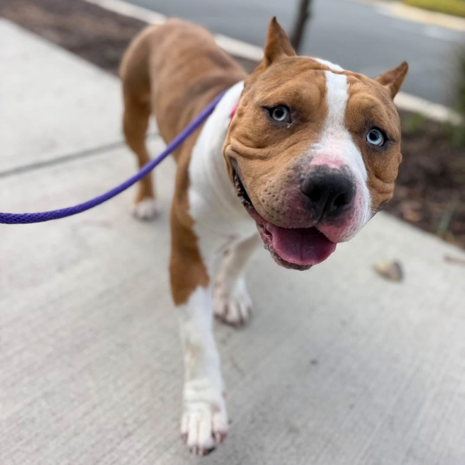 Enlarge Diesel (ID 53274), a Adopted Pit Bull Terrier in Manassas, VA image 2/4