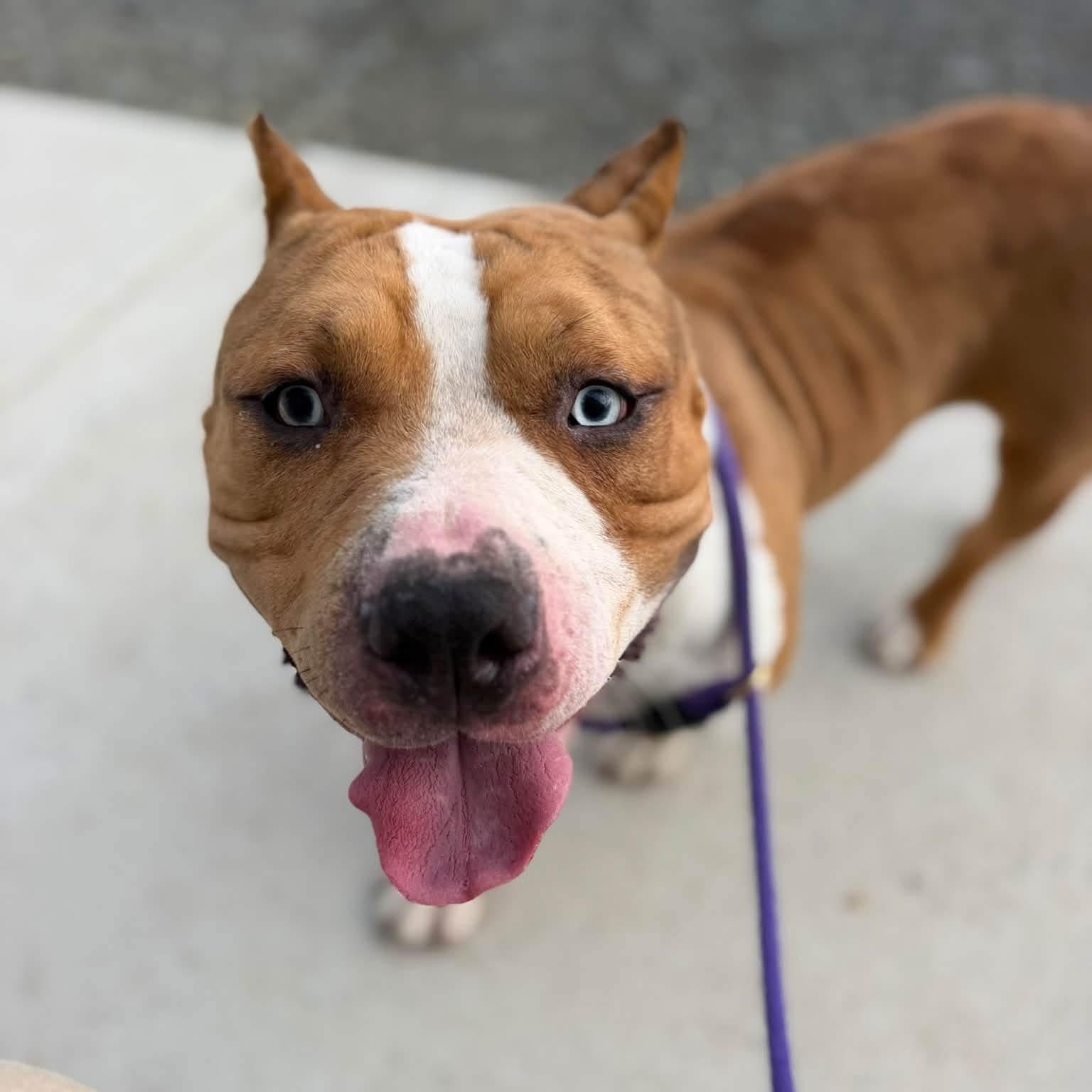 Diesel (ID 53274), Adopted, Puppy Male Pit Bull Terrier.
