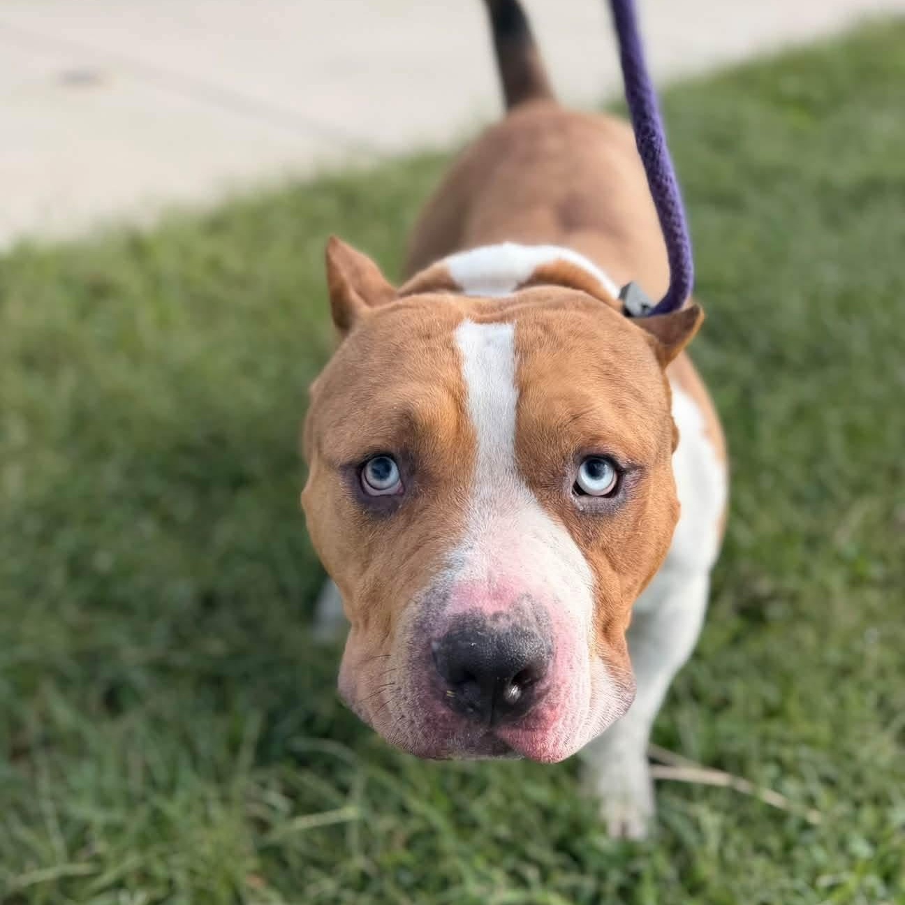 Enlarge Diesel (ID 53274), a Adopted Pit Bull Terrier in Manassas, VA image 3/4