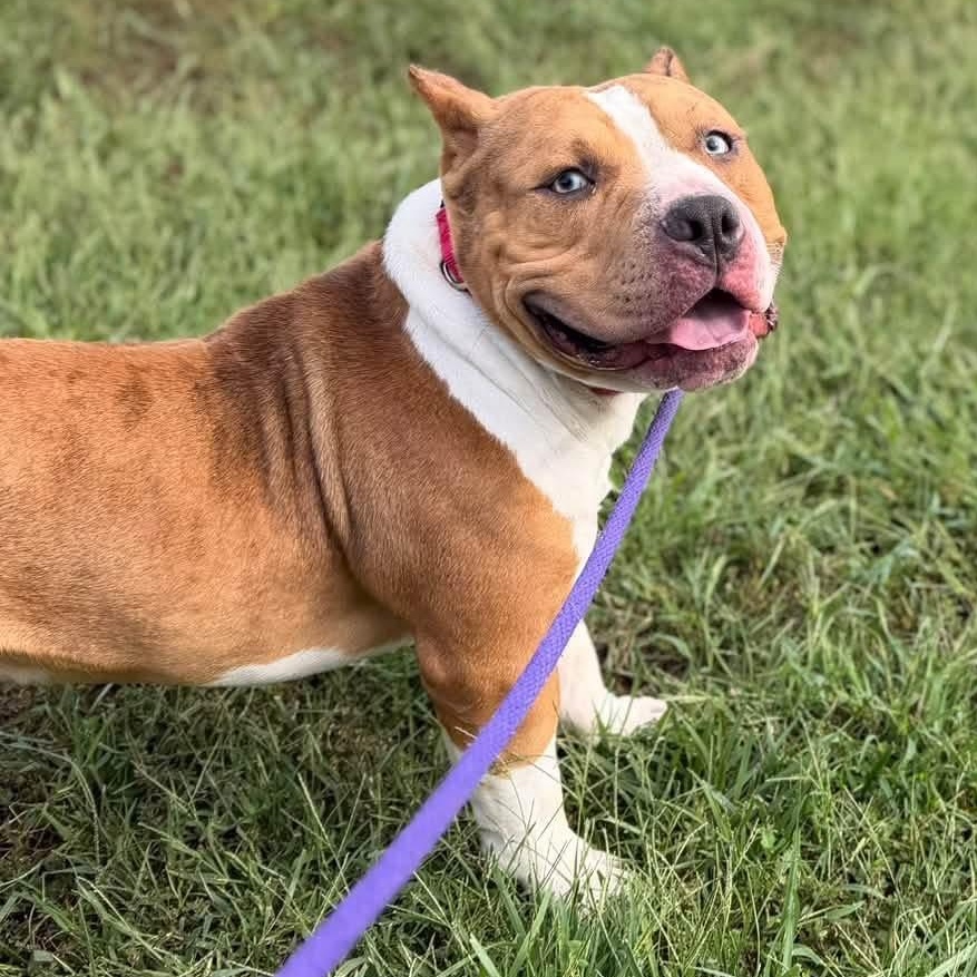Enlarge Diesel (ID 53274), a Adopted Pit Bull Terrier in Manassas, VA image 4/4