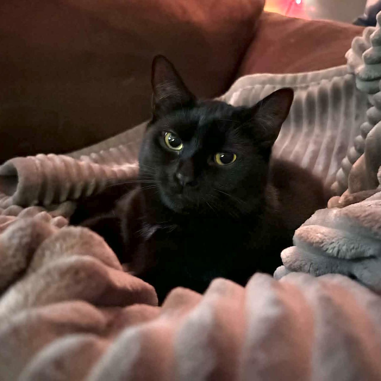 SEREN, Adoptable, Kitten Female Domestic Short Hair.