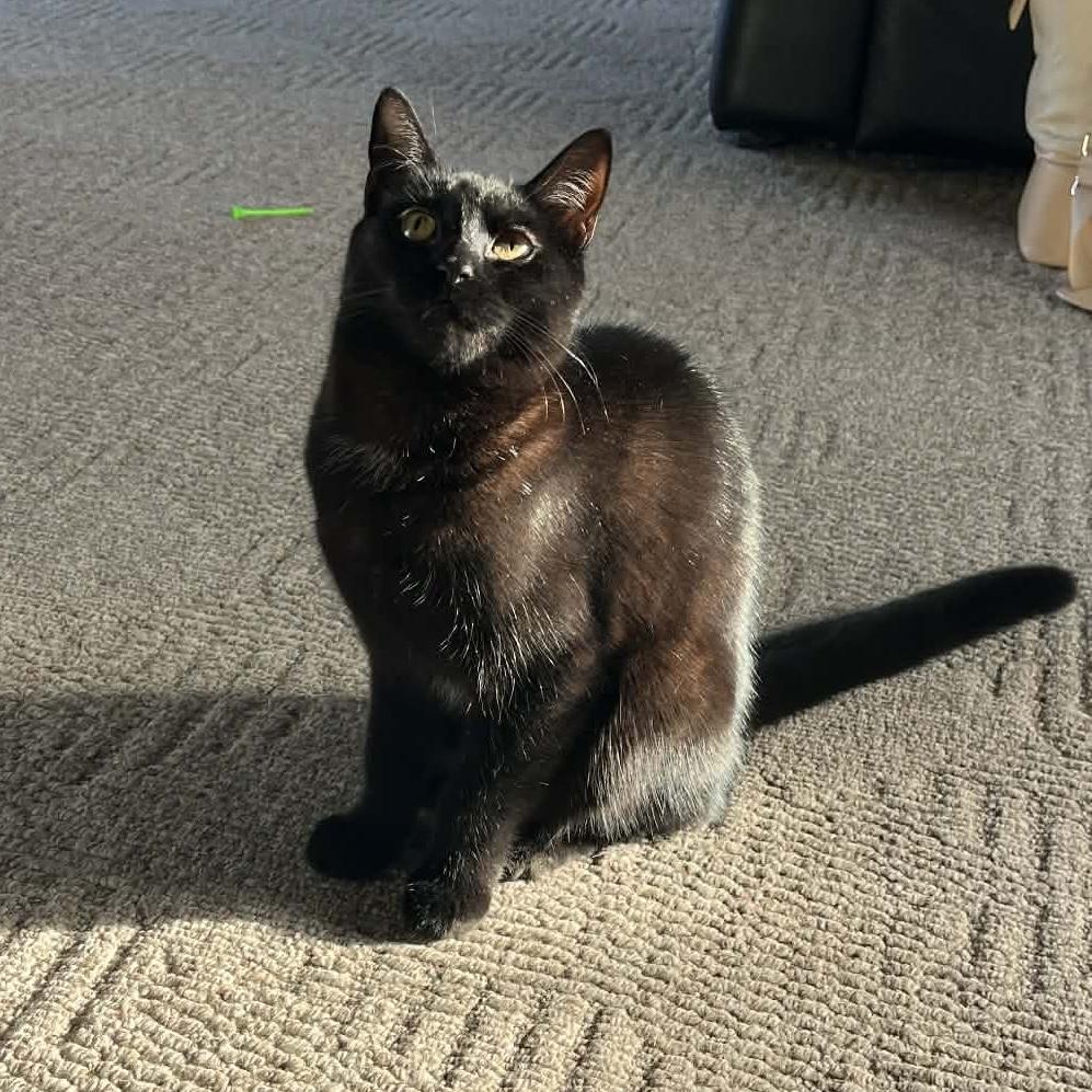 Enlarge SEREN, a Adoptable Domestic Short Hair in Delhi, ON image 5/6