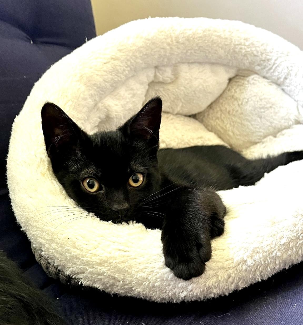 Enlarge SEREN, a Adoptable Domestic Short Hair in Delhi, ON image 2/6