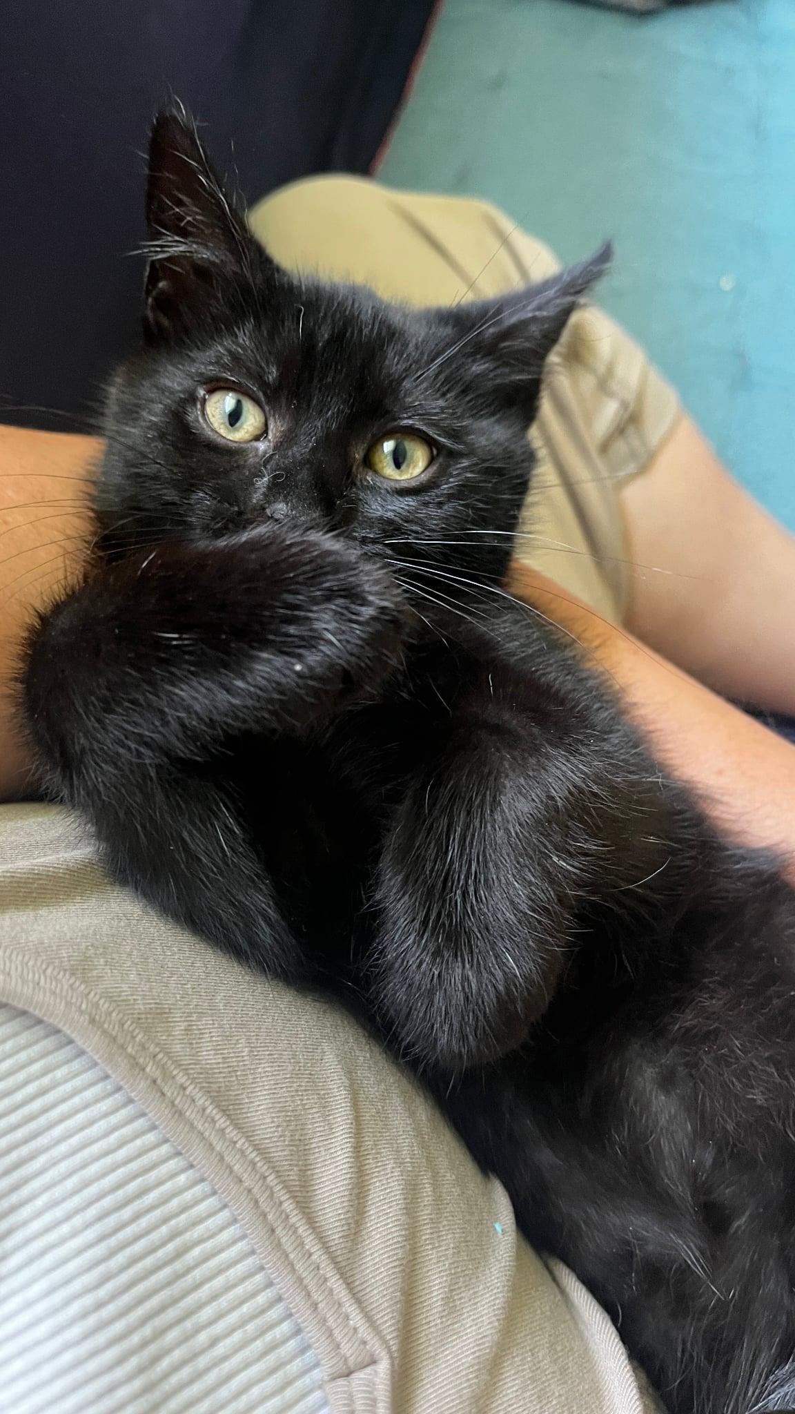 Enlarge SEREN, a Adoptable Domestic Short Hair in Delhi, ON image 3/6