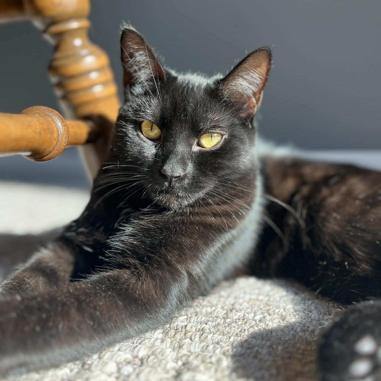 Enlarge SEREN, a Adoptable Domestic Short Hair in Delhi, ON image 4/6