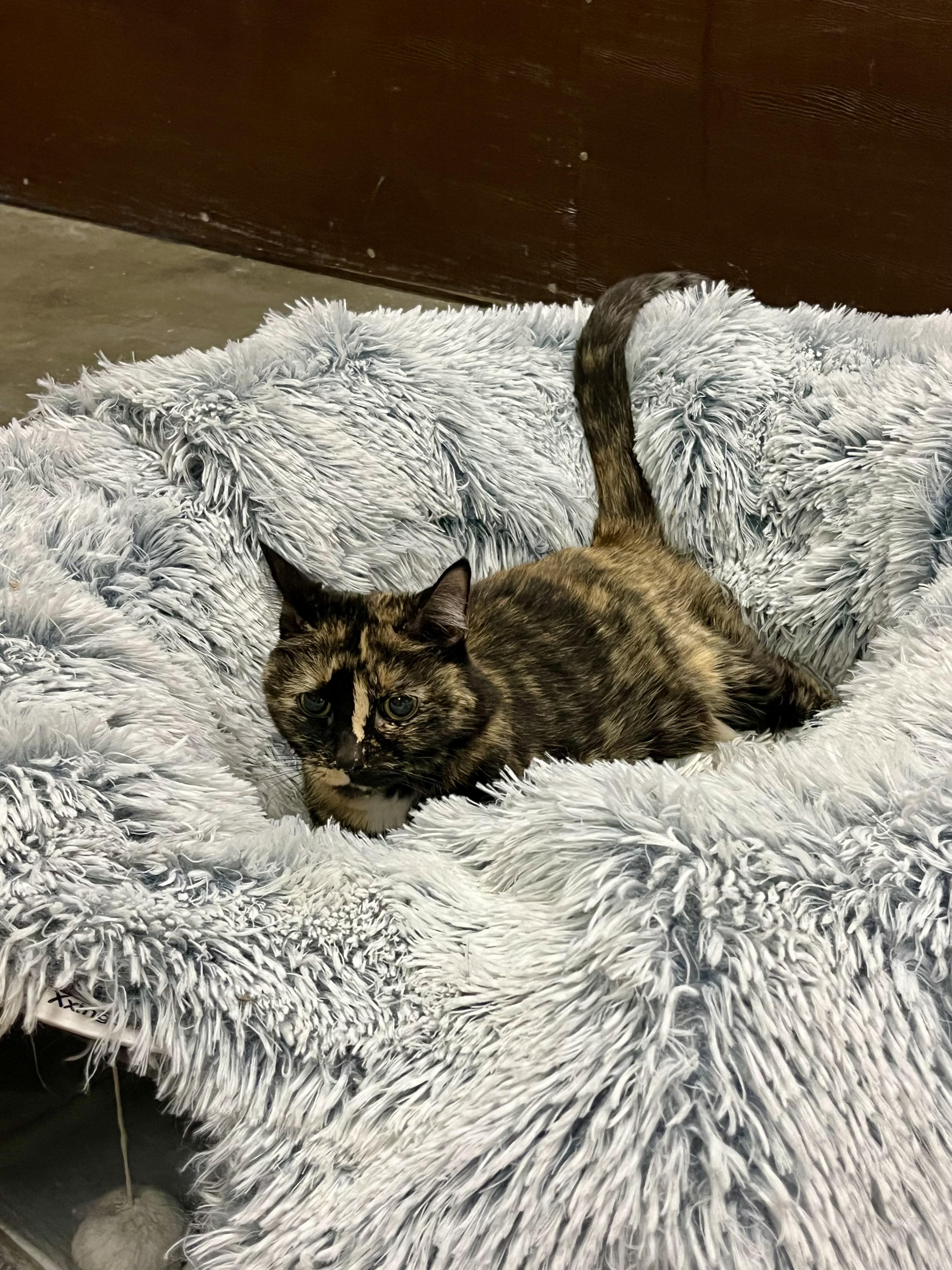 Sienna, ADOPTABLE, Senior Female Domestic Short Hair.