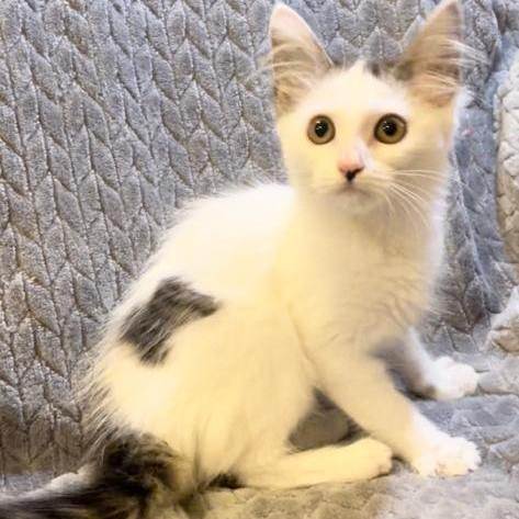 Jasmine , Adopted, Kitten Female Domestic Medium Hair.