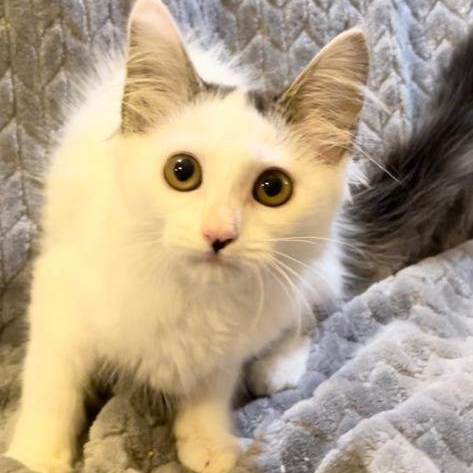 Enlarge Jasmine , a Adopted Domestic Medium Hair in Boston, MA image 2/4