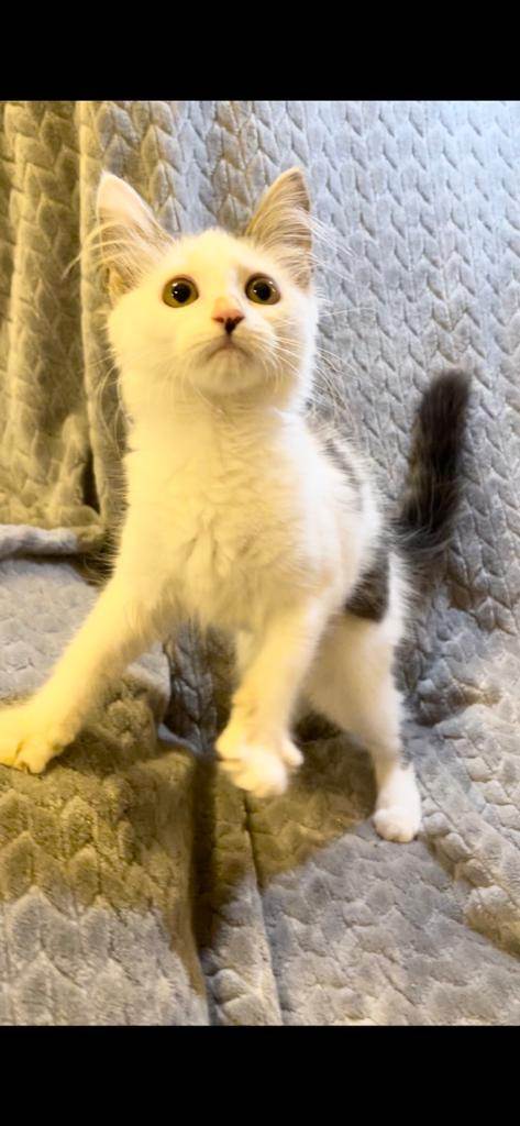 Enlarge Jasmine , a Adopted Domestic Medium Hair in Boston, MA image 3/4