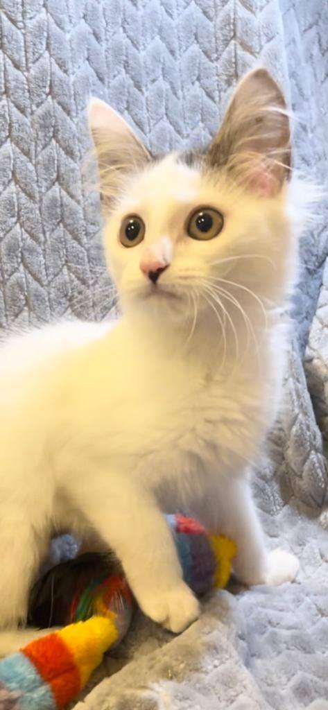 Enlarge Jasmine , a Adopted Domestic Medium Hair in Boston, MA image 4/4