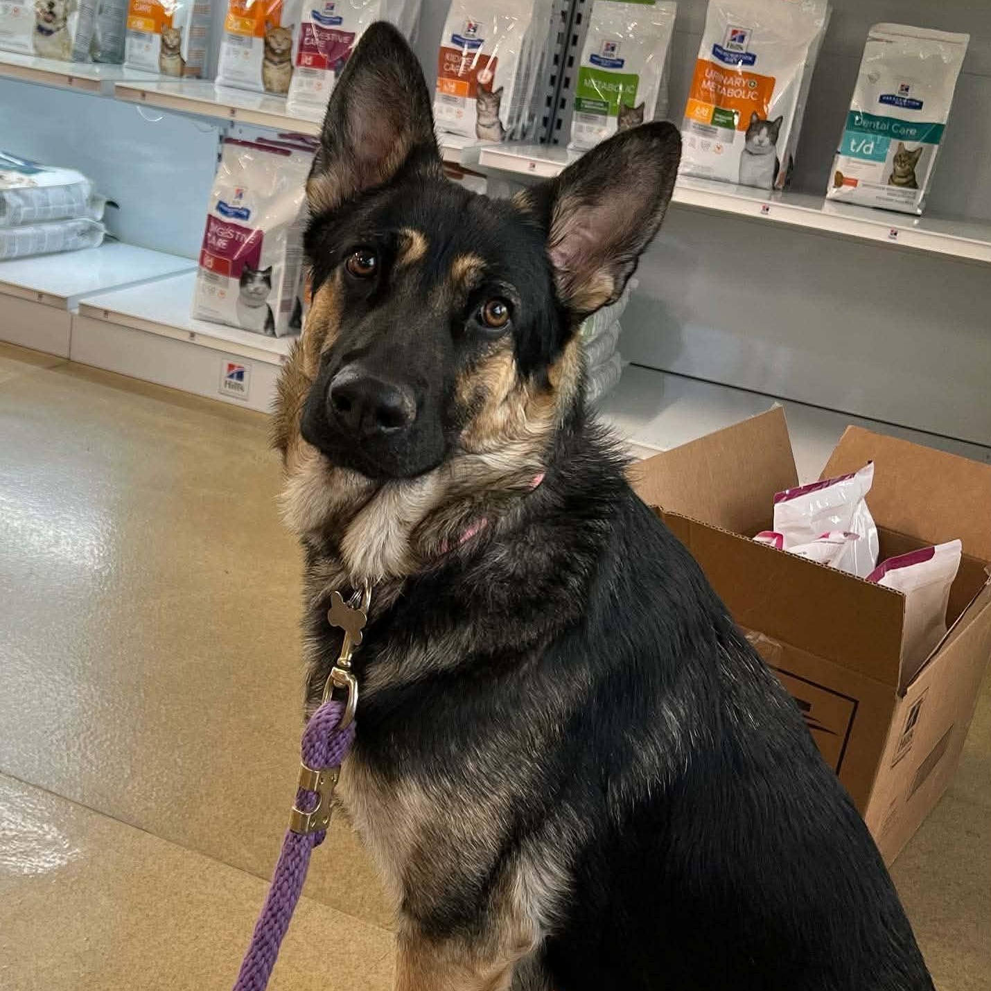 Koa, an adopted mixed breed in Abbotsford, BC image 2/6