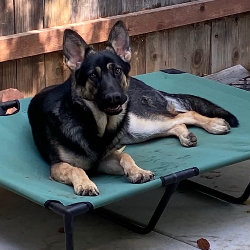 Koa, an adopted mixed breed in Abbotsford, BC image 6/6