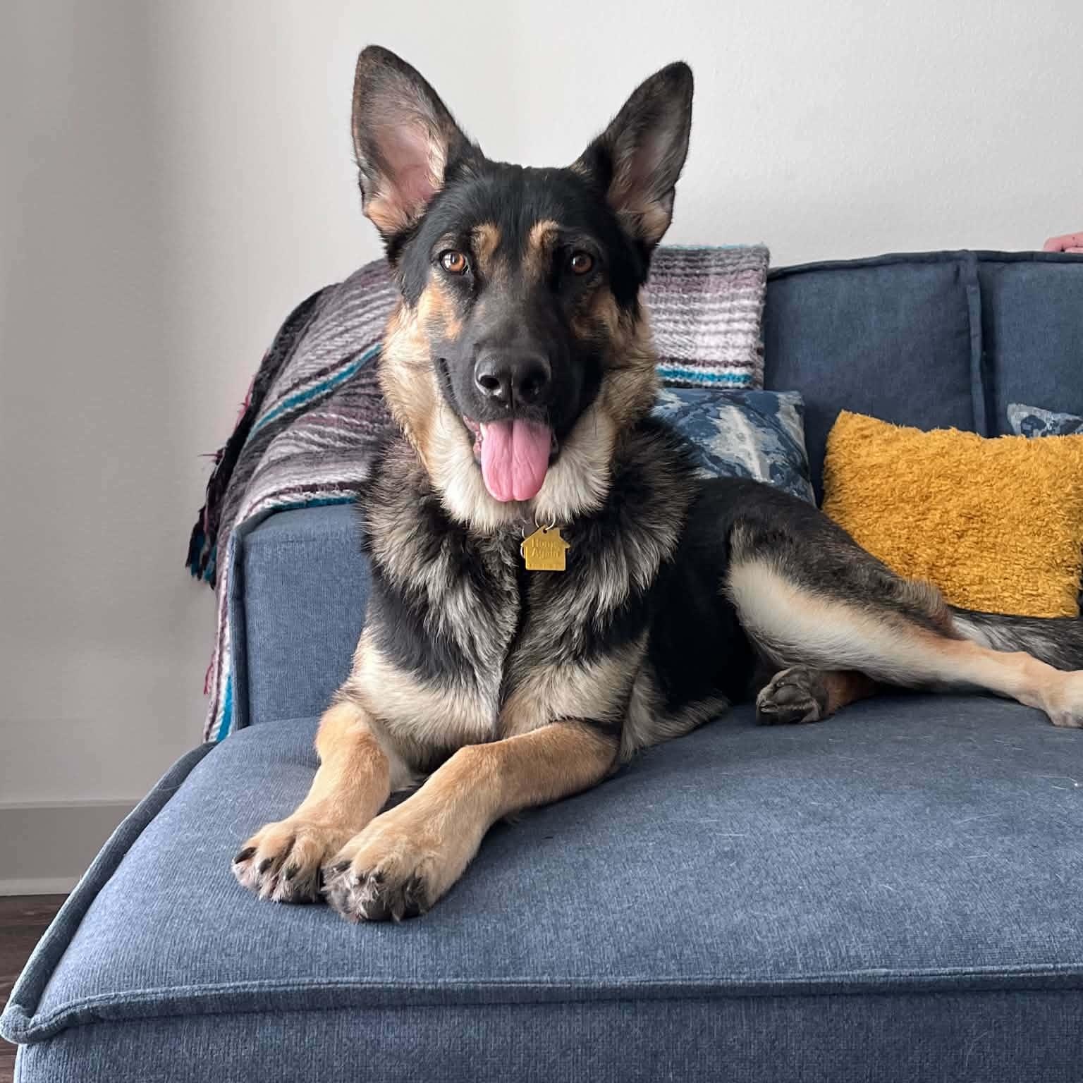 Koa, adopted, Adult Female German Shepherd Dog.