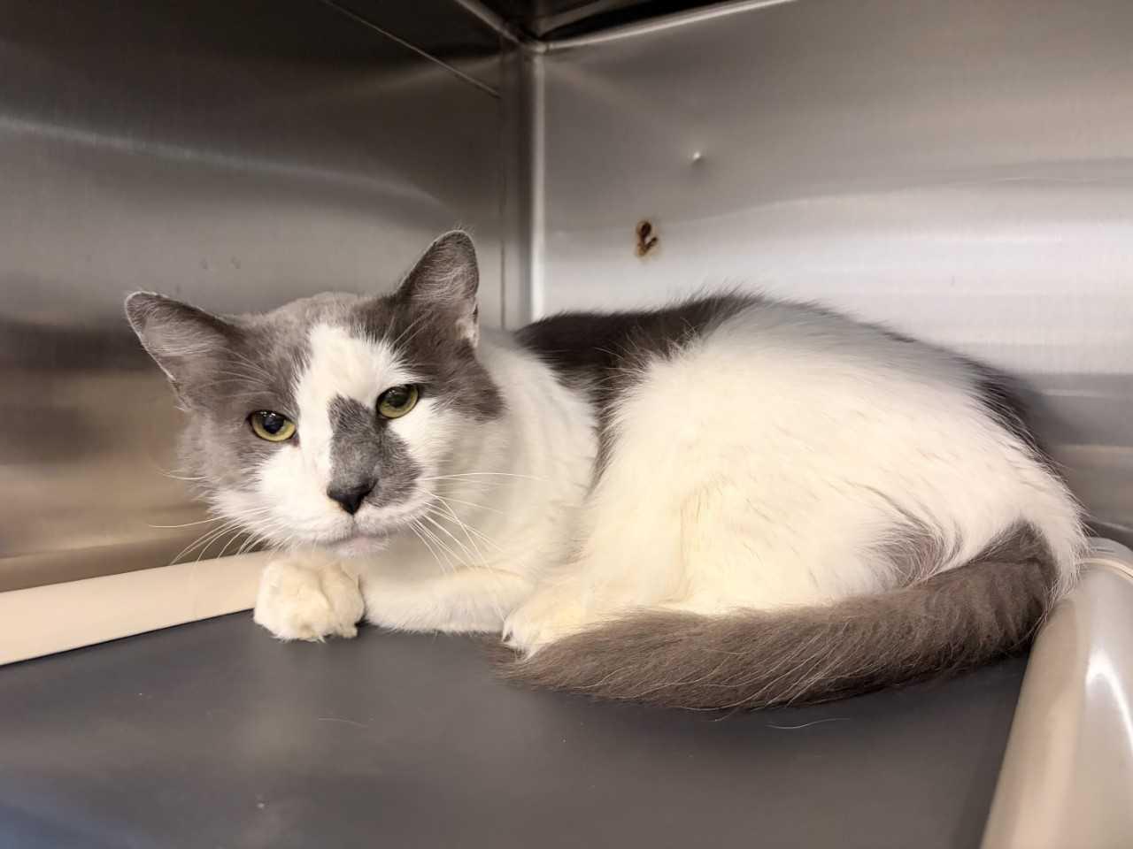 Enlarge Snow Ball, a ADOPTABLE Domestic Medium Hair in Saint Charles, MO image 3/4