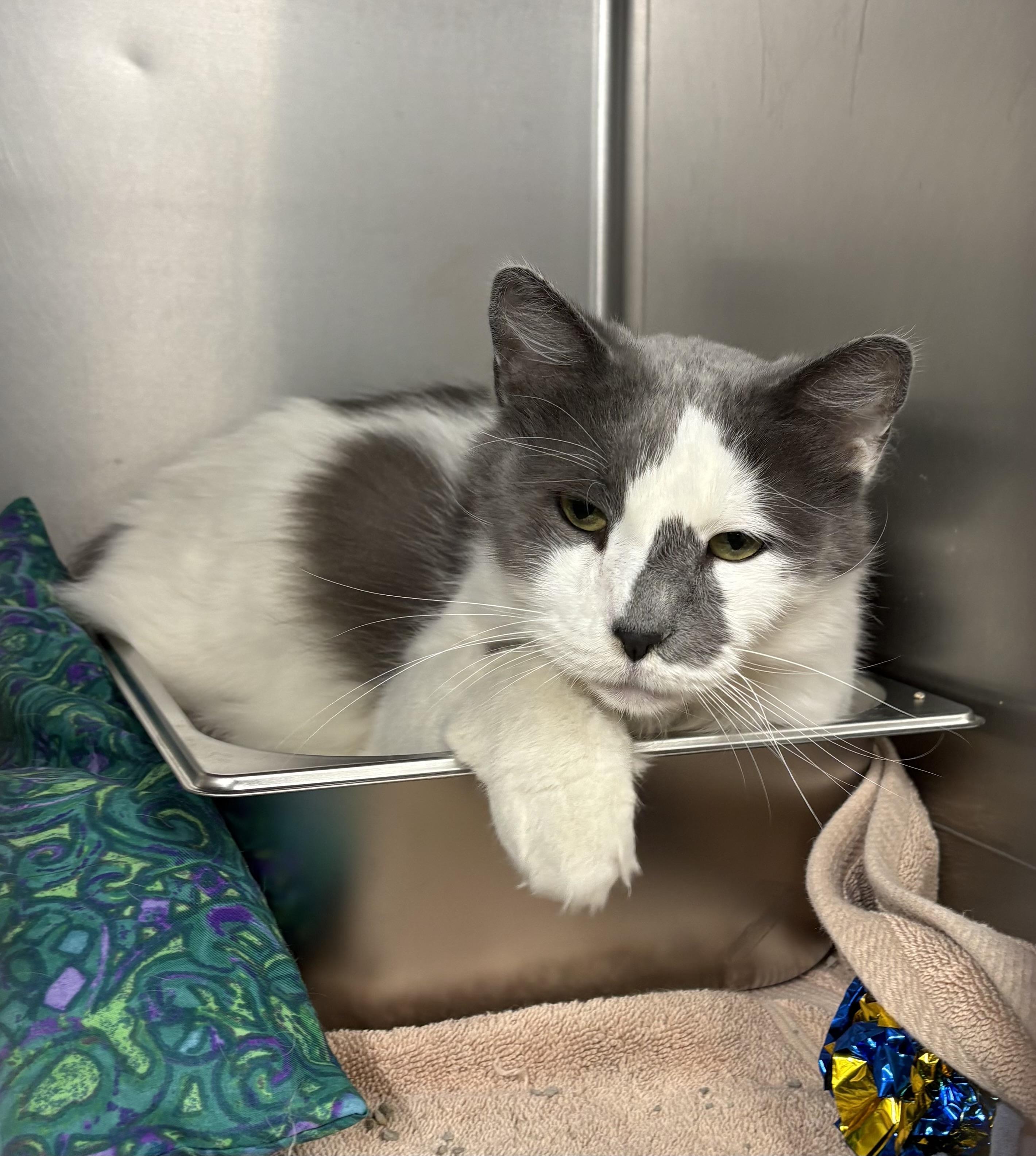 Enlarge Snow Ball, a ADOPTABLE Domestic Medium Hair in Saint Charles, MO image 2/4