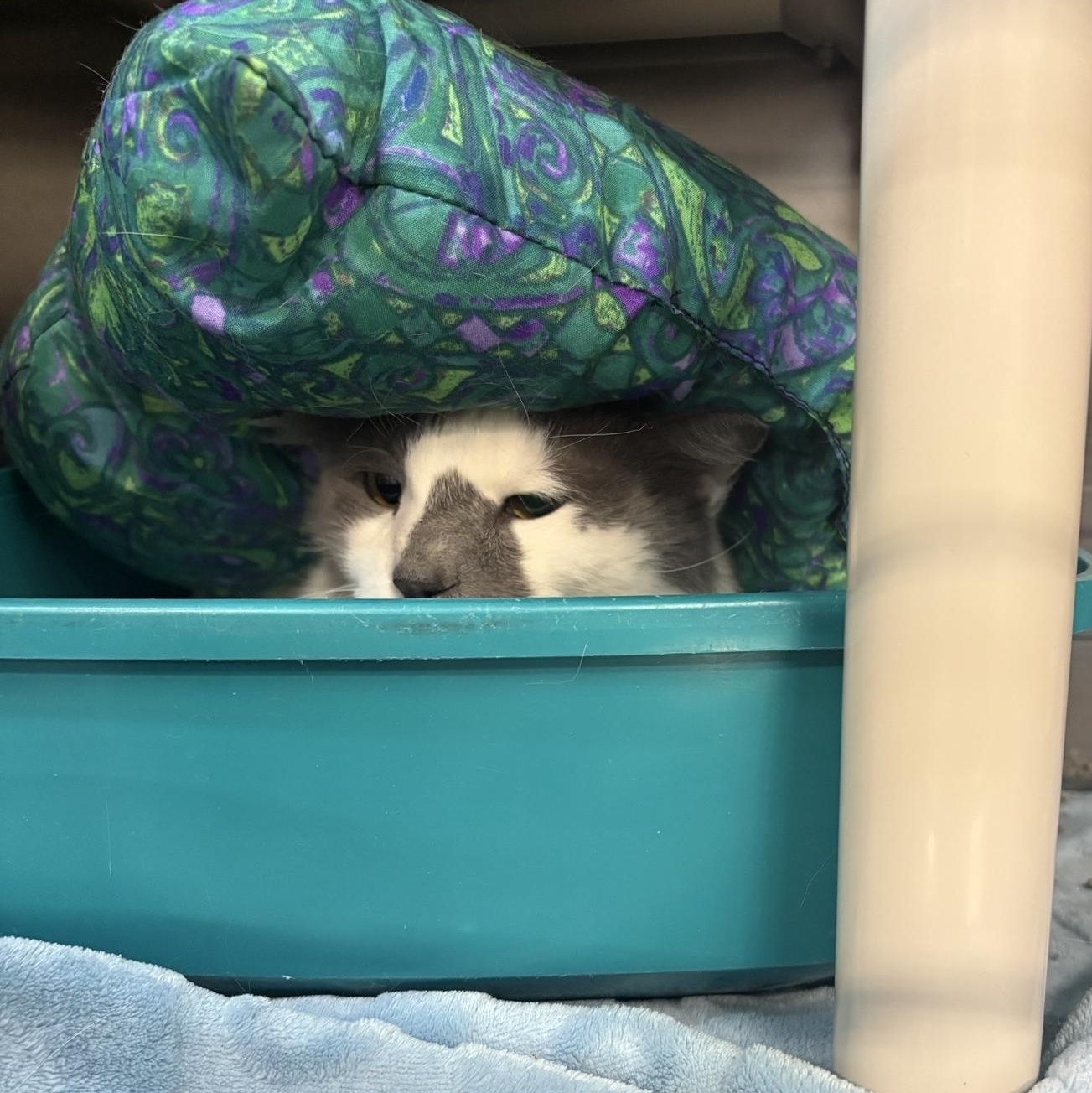 Enlarge Snow Ball, a ADOPTABLE Domestic Medium Hair in Saint Charles, MO image 1/4