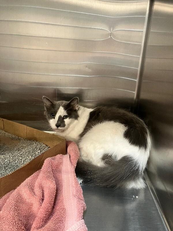 Enlarge Snow Ball, a ADOPTABLE Domestic Medium Hair in Saint Charles, MO image 4/4