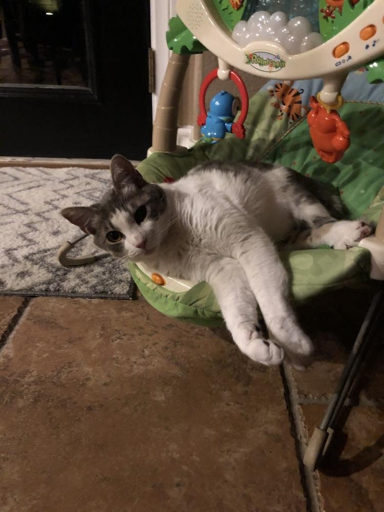 Milo, a Adopted Domestic Short Hair in Calimesa, CA image 1/3