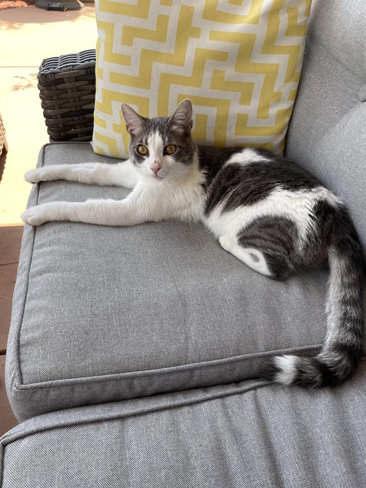 Milo, a Adopted Domestic Short Hair in Calimesa, CA image 2/3