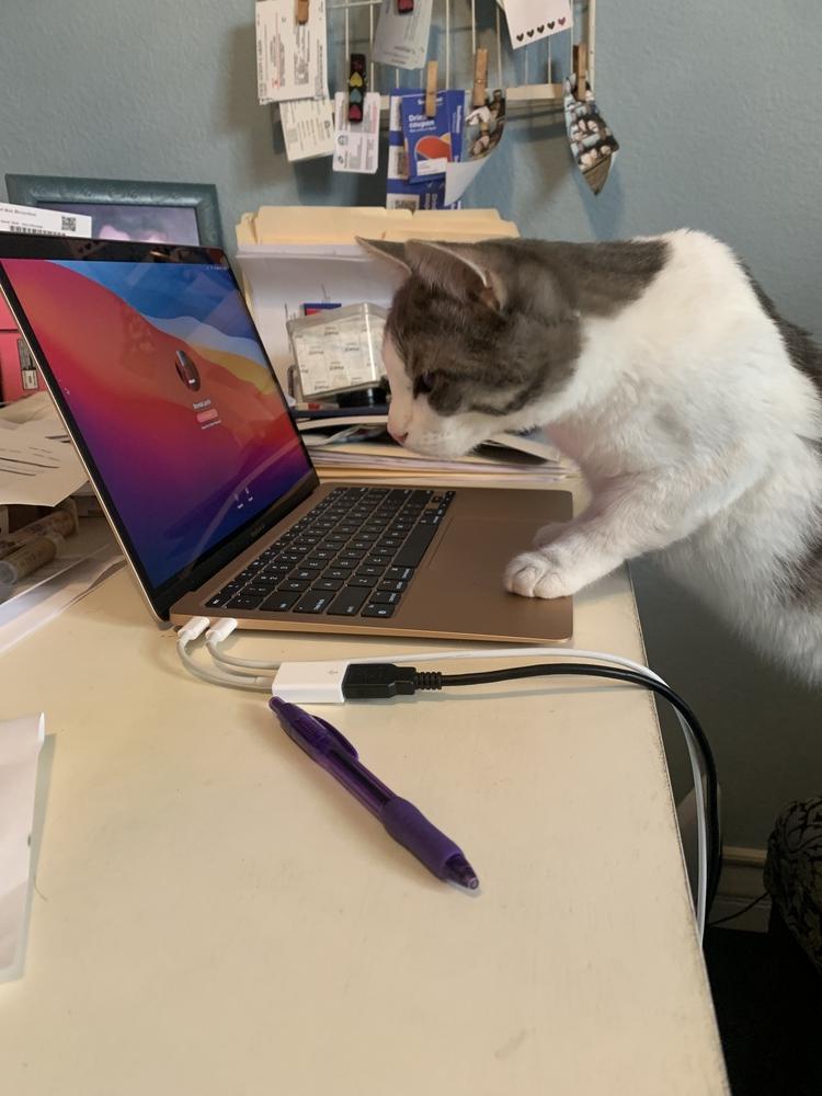 Milo, a Adopted Domestic Short Hair in Calimesa, CA image 3/3