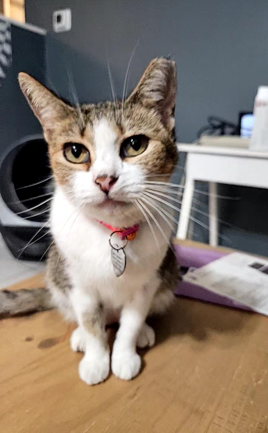 Primrose – Age 7-Tiny but Mighty (and a World-Class Biscuit Maker), Adoptable, Adult Female Domestic Short Hair & Tabby.