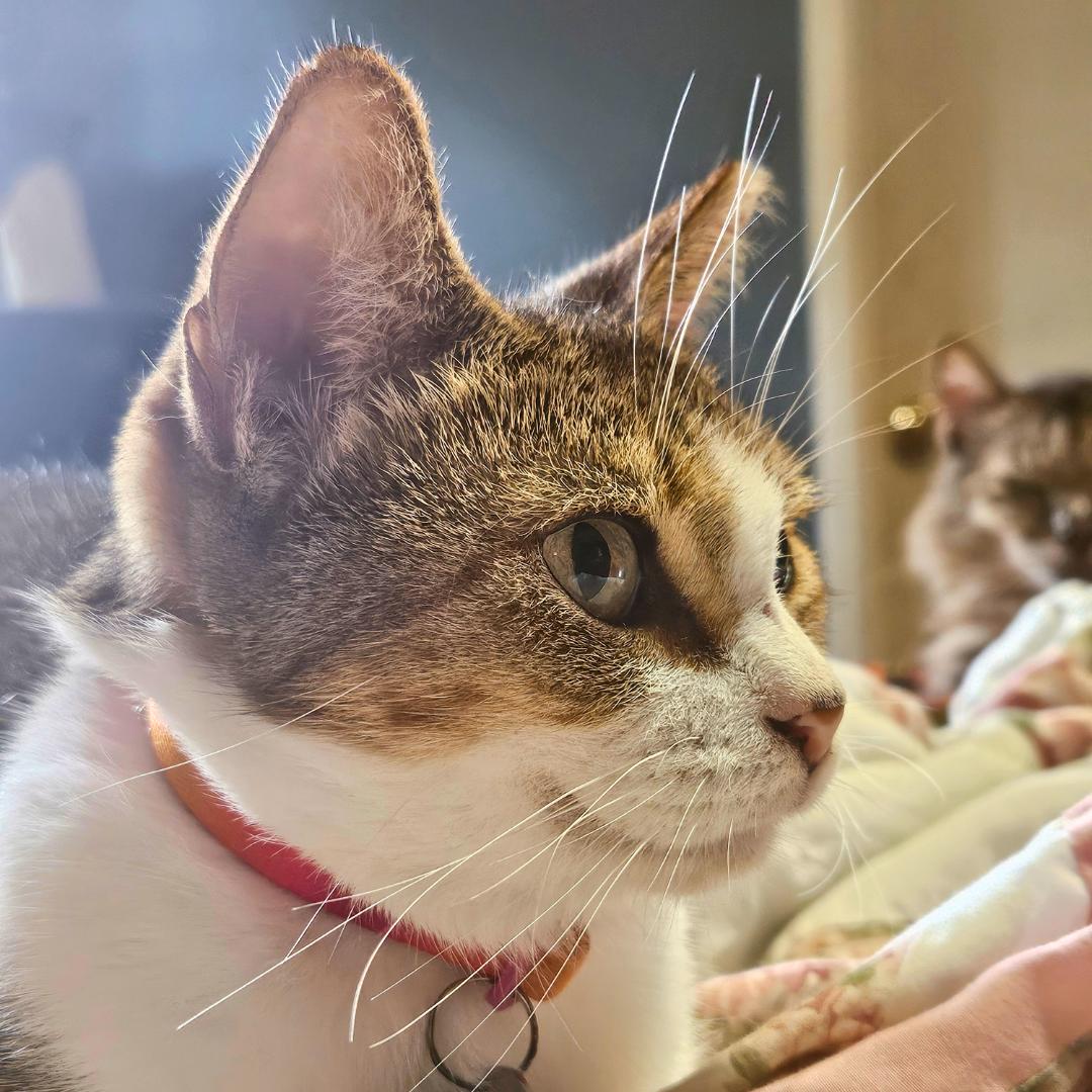 Enlarge Primrose – Age 7-Tiny but Mighty (and a World-Class Biscuit Maker), a Adoptable mixed breed in Temple Terrace, FL image 2/4