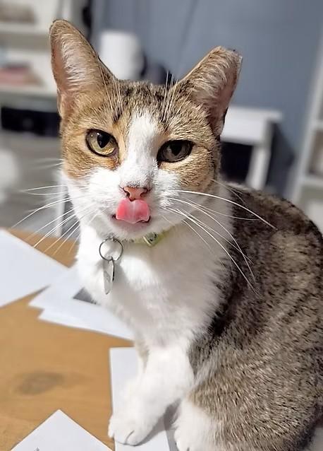 Enlarge Primrose – Age 7-Tiny but Mighty (and a World-Class Biscuit Maker), a Adoptable mixed breed in Temple Terrace, FL image 3/4