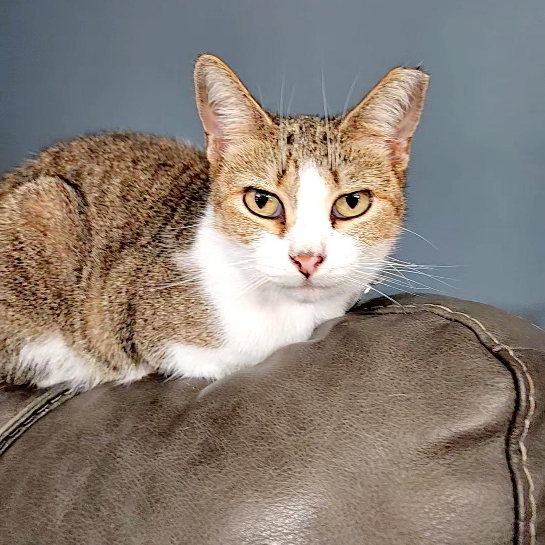 Enlarge Primrose – Age 7-Tiny but Mighty (and a World-Class Biscuit Maker), a Adoptable mixed breed in Temple Terrace, FL image 4/4